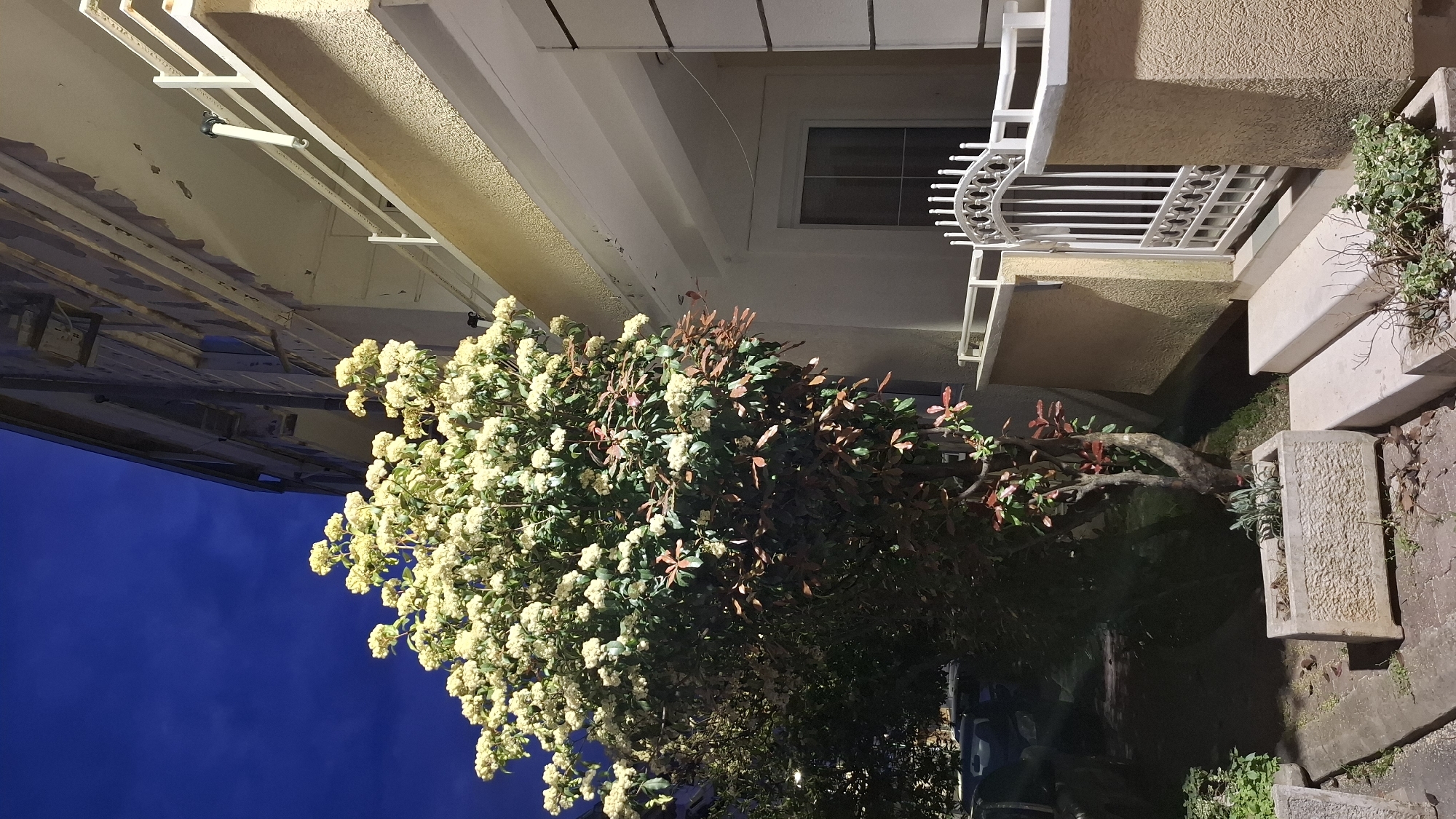 The image presents an outdoor scene at twilight or night in Budva, Montenegro. The central subject is a large, profusely flowering bush or small tree, densely covered with clusters of white or cream-colored blossoms. Its foliage consists of both green and distinctive reddish-brown leaves. The tree is brightly illuminated by an unseen light source, casting a glow on its flowers and branches.
To the right and in the background, a part of a building with light-colored, textured stucco walls is visible. On the upper level, a rectangular window with a white frame is set into the wall. Below the window, a white metal balcony or decorative railing with ornate scrollwork provides a visual accent to the building's facade. Further up and to the left, a white, extendable metal clothes drying rack is mounted on the building.
At the ground level, two rectangular, textured concrete planters are positioned, containing sparse green plants. The ground beneath and around these planters appears to be paved with stones or rough concrete. The sky, visible in the upper left portion of the image, is a deep, dark blue, characteristic of dusk or nighttime.
There is no visible human activity or discernible text in the image. The scene conveys a sense of tranquility, with the illuminated flora standing out against the dark sky and muted building tones.