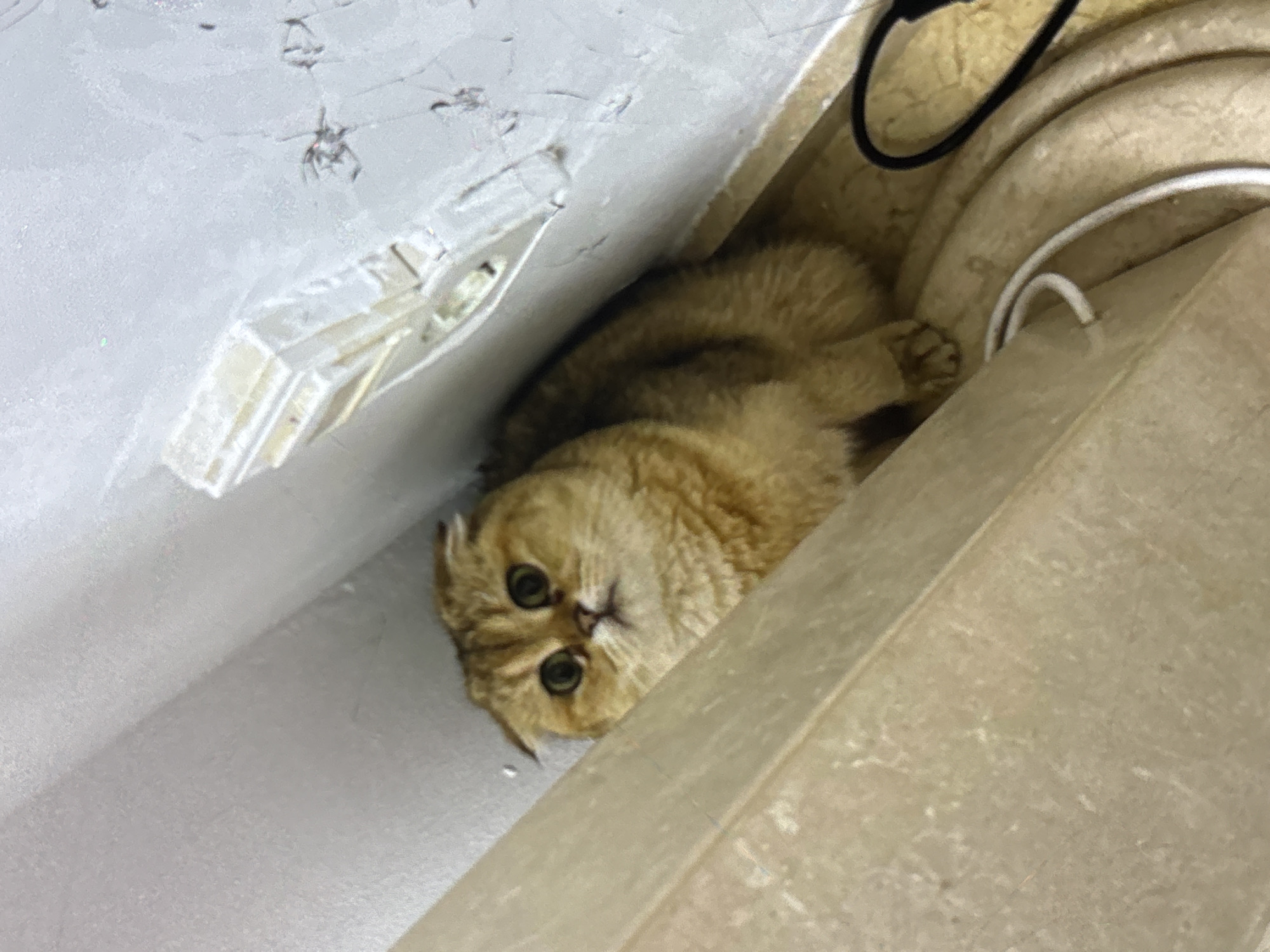 A golden Scottish Fold cat is crouched in a corner, its ears folded forward, looking intently at the camera with wide, green eyes. The cat's fur is a rich, warm gold color with subtle tabby markings. It is positioned near the junction of two walls, one of which is a pale, textured surface, possibly painted or stuccoed, with some visible imperfections and what appear to be remnants of spiderwebs. The other wall is a lighter, smooth, beige surface. In the foreground, a beige-colored vertical structure, possibly part of furniture or a wall element, is visible. The floor area where the cat is sitting appears to be a curved, light-colored surface with some electrical wires, one white and one black, coiled and running along it. The scene is indoors, likely in a residential setting. There is no information in the image to suggest a specific location within the city of Orihuela, Spain.