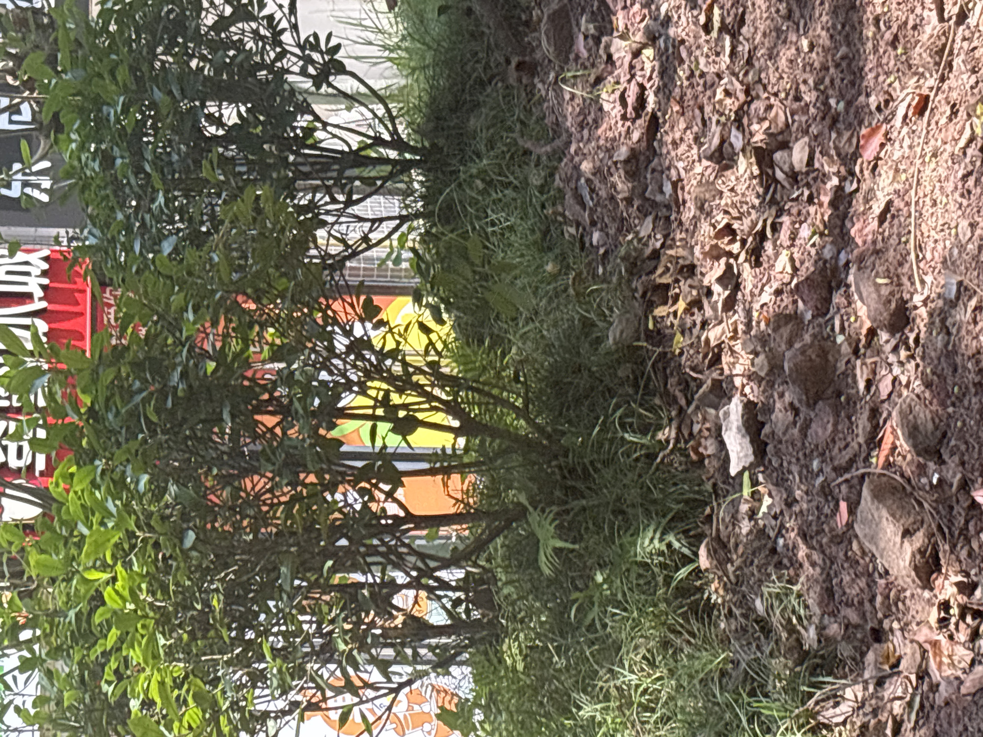 The image depicts an outdoor scene in Jiangjin, China, featuring dense green foliage and a patch of reddish-brown soil with scattered rocks and dried leaves in the foreground. Behind the vegetation, a blurred background suggests a building with brightly colored murals or signage, featuring red, orange, and yellow hues with white lettering. The lighting indicates it is daytime, with shadows cast by the trees onto the soil. No people are visible in the frame.