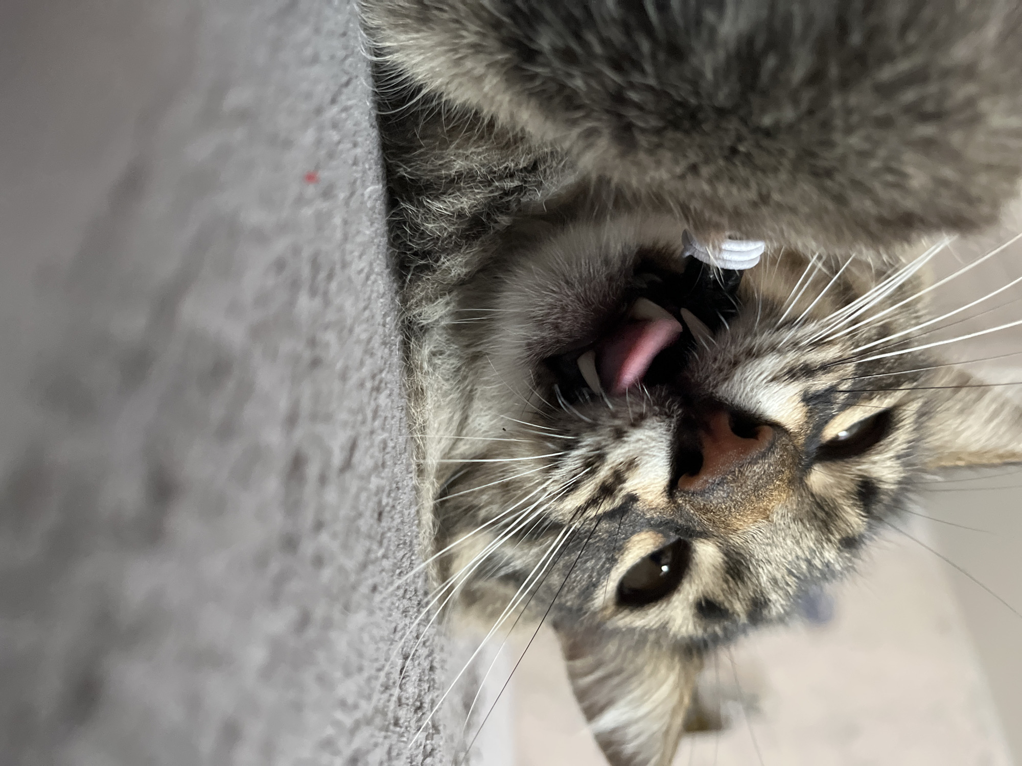 A low-angle, close-up shot captures a tabby cat with its mouth slightly open and tongue sticking out, appearing to be mid-yawn or stretch. The cat's fur is a mix of brown, gray, and black stripes. Its eyes are partially closed, and its whiskers are prominent. The cat is lying on a gray, textured surface, possibly a carpet or blanket, with a blurry background that suggests an indoor setting. There is no visible indication of the cat's location in Krasnyye Barrikady, Russia.
