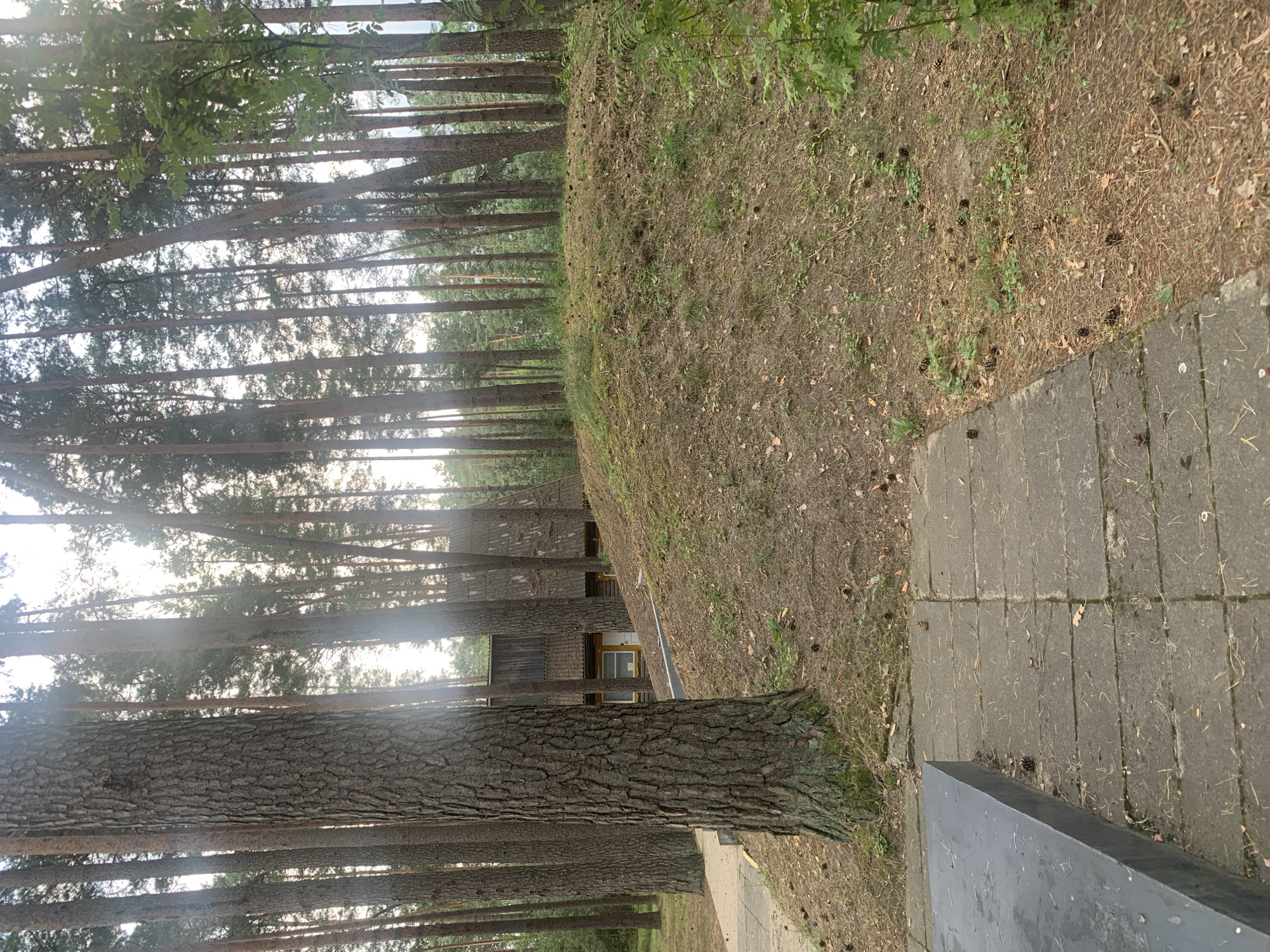 The image depicts a view of a wooded area with a building in the background. Tall, slender pine trees dominate the scene, with their trunks forming a dense canopy. A light-colored pathway made of concrete slabs leads into the foreground from the left, alongside a dark, rectangular stone structure. The ground is covered in dry pine needles, scattered pine cones, and sparse green vegetation. A small, grassy mound is visible to the right of the pathway, with a portion of a rustic wooden building situated on its slope. The building has a corrugated roof and appears to have at least one window and a door. The overall environment suggests a natural, possibly memorial or recreational, setting within a forest.