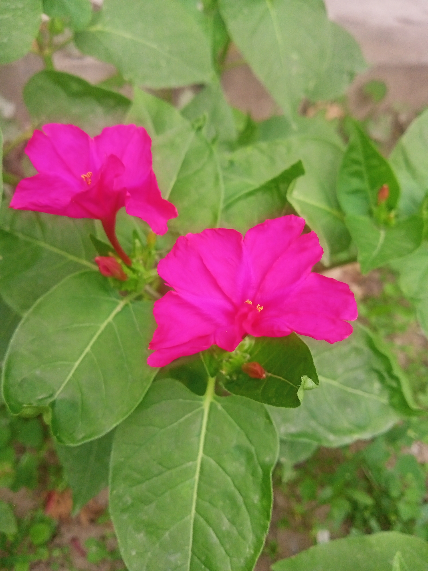 The image shows a close-up of several bright pink four o'clock flowers (Mirabilis jalapa) blooming amongst lush green leaves. One flower in the foreground is fully open, revealing its delicate petals and yellow stamen. To the left and slightly behind it, another flower is partially visible, its petals unfurling. Several unopened buds are also present. The background consists of more green foliage and hints of brown soil, suggesting an outdoor garden setting. The lighting indicates it is likely daytime. The image was taken in Sokuluk, Kyrgyzstan.