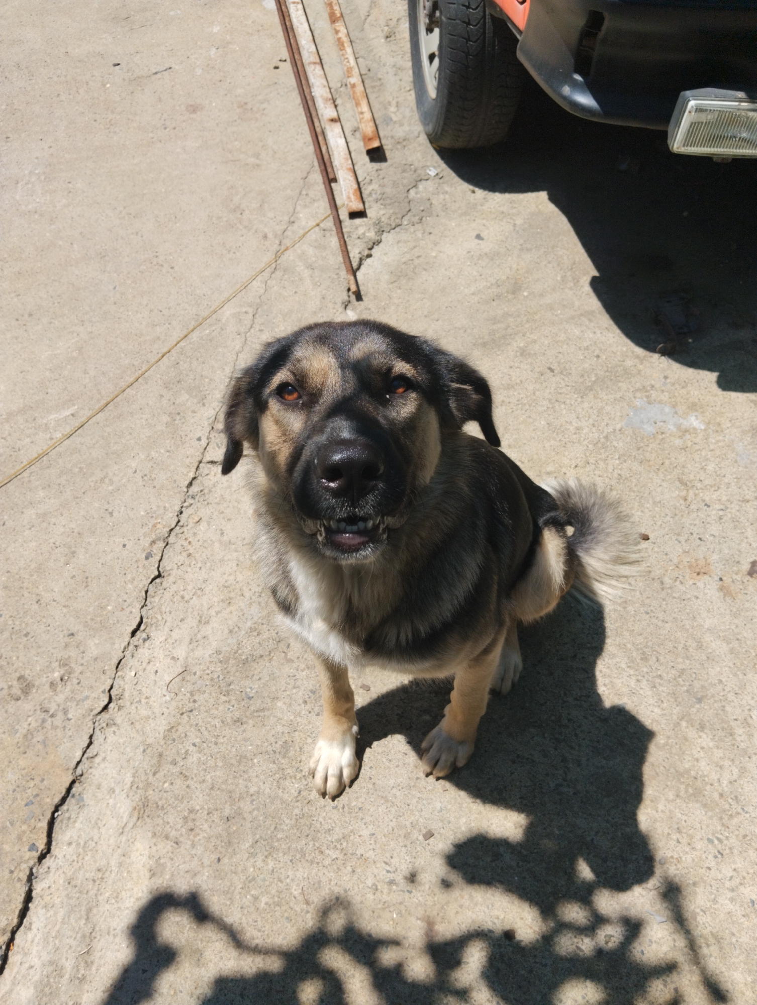 A medium-sized dog with dark and tan fur sits on a concrete surface in Kazachiy Brod, Russia. The dog is facing the camera with its mouth slightly open, revealing its teeth. Its ears are perked, and its eyes are a warm amber color. The concrete ground is cracked in places, and a yellow string runs diagonally across it. In the background, a car tire and a portion of a car bumper are visible, along with some rusty metal bars. The scene is illuminated by bright sunlight, casting a distinct shadow of the dog on the ground. There are no people present in the image.