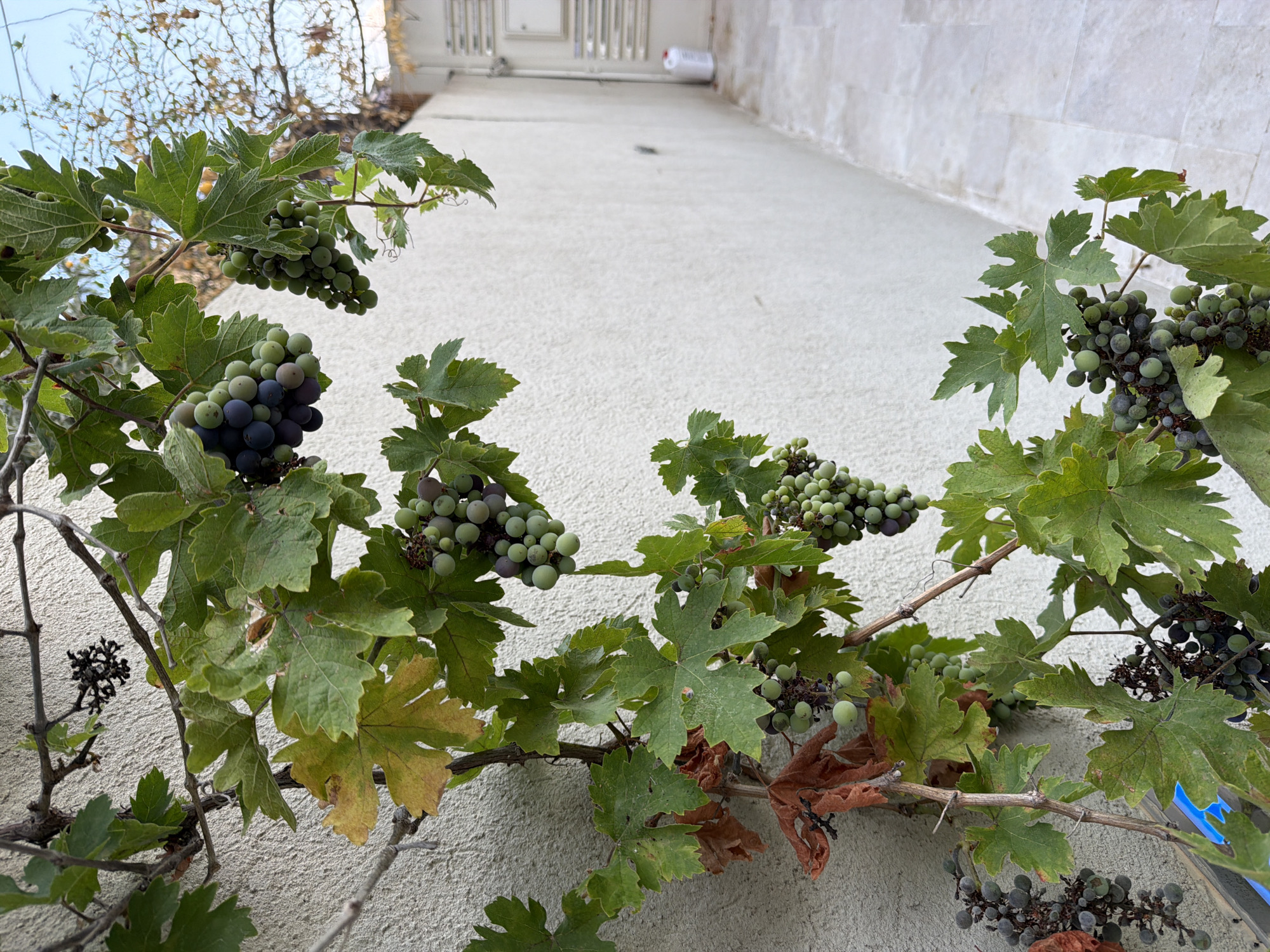 In Gedera, Israel, a close-up, eye-level shot captures a grapevine with clusters of green and dark purple grapes growing on a rough, light-colored stucco wall. The vine's green leaves are interspersed with some dried, brown foliage, indicating the season. The grapes, in various stages of ripeness, hang from the vine. To the right of the vine, a paved walkway with light-colored rectangular tiles leads away from the viewer, bordered by a white wall. In the background, a white door or gate with horizontal slats is visible, and further in the distance, a white plastic container is placed near the wall. The sky is overcast and a muted blue.