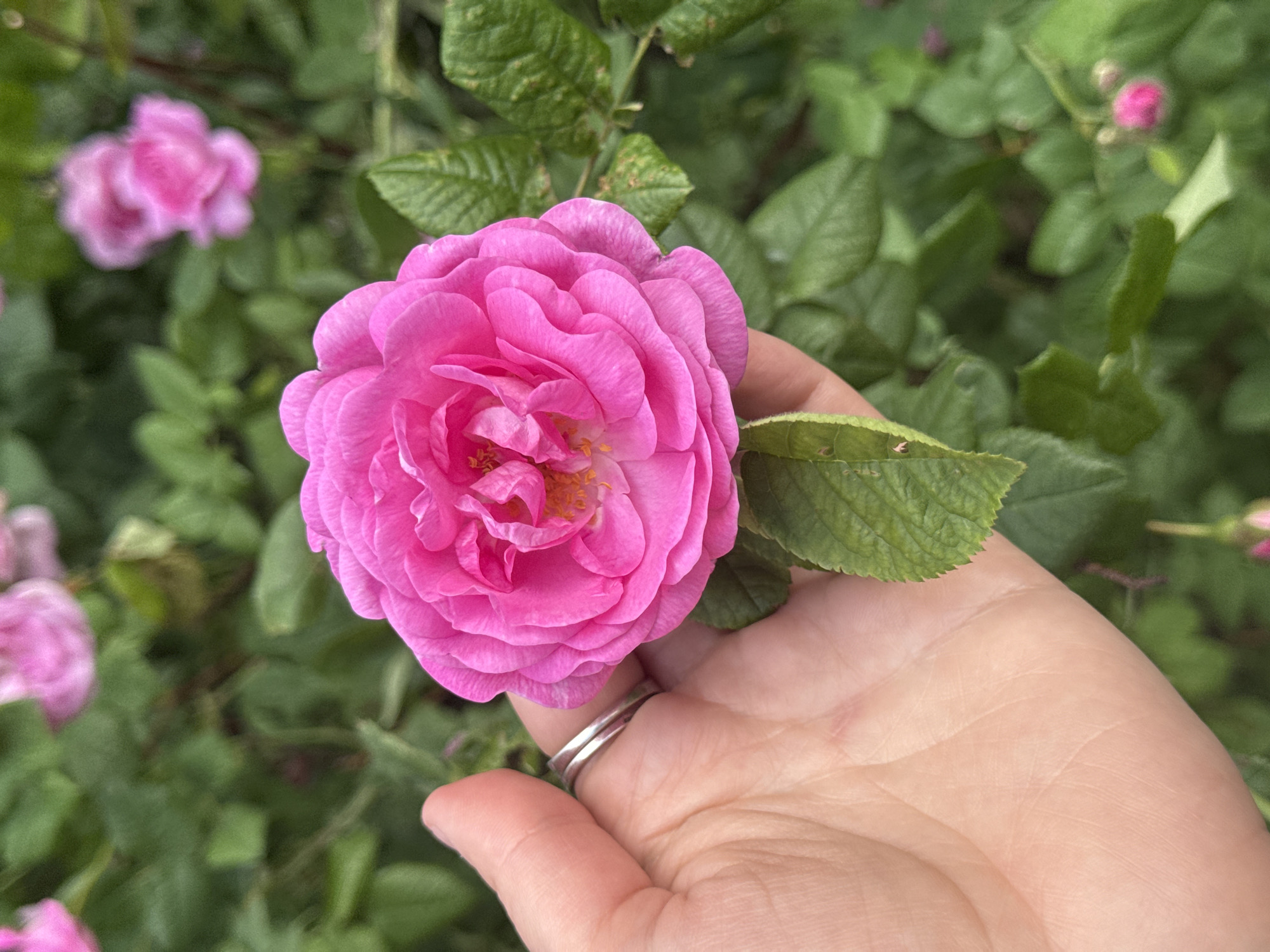 A light-skinned human hand, oriented palm-upward, gently supports a vibrant fuchsia-pink rose in full bloom. The rose exhibits multiple layers of densely packed petals, revealing a central cluster of yellow-orange stamens. A single green rose leaf is positioned between the blossom and the palm. A plain silver-toned ring encircles the ring finger of the hand. The background consists of out-of-focus green foliage, including leaves and stems, with several blurred pink floral shapes indicating additional blooms or buds in the distance. The scene is illuminated by natural light in an outdoor garden setting in the city of Unknown, Unknown.