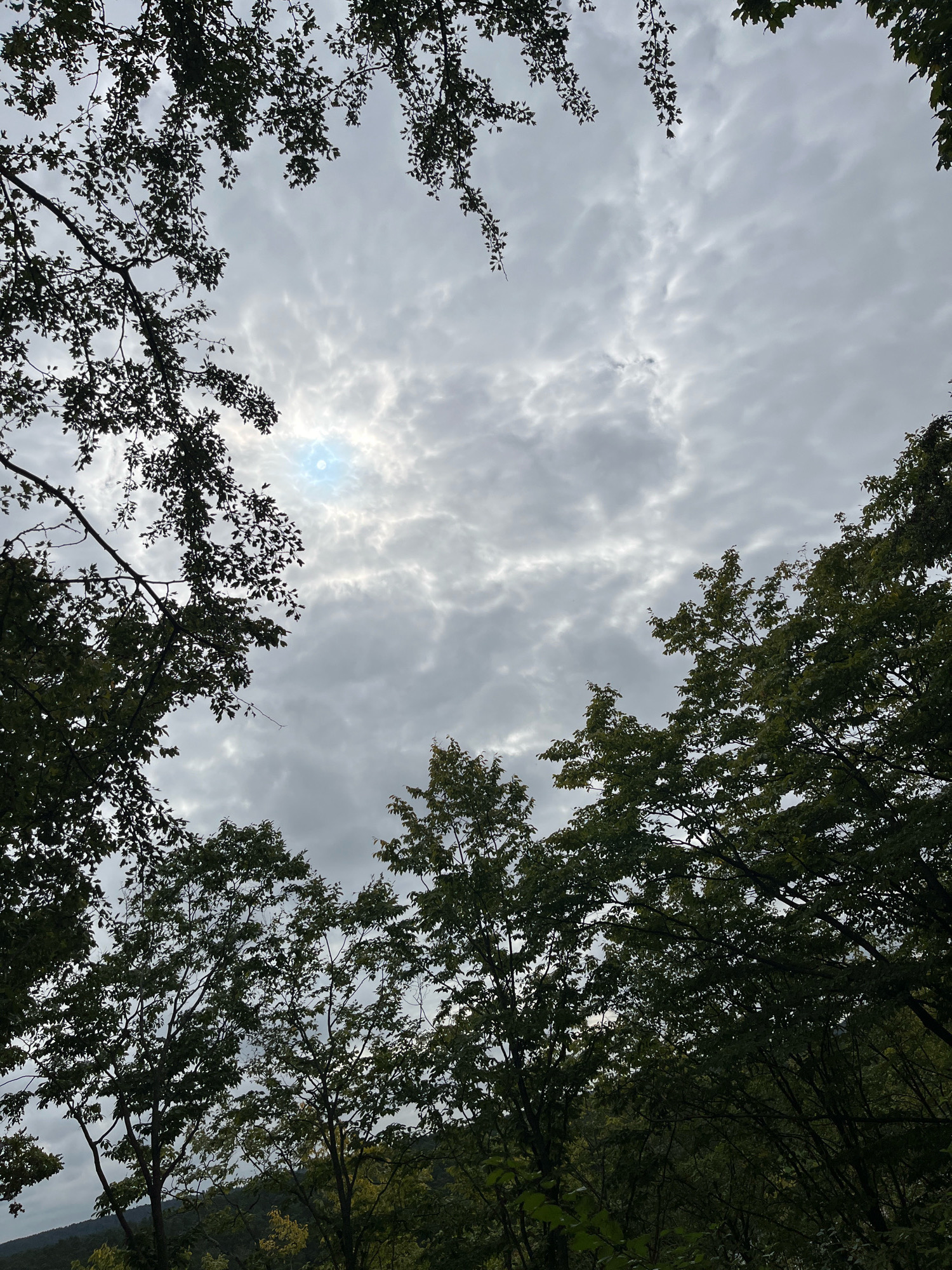 The image displays a view looking up through a canopy of trees towards a cloudy sky. The trees' branches and leaves frame the sky, with some branches extending from the top and sides of the frame. The sky is filled with a mix of light and dark grey clouds, with a faint patch of brighter sky and what appears to be the sun visible towards the upper left quadrant. The foliage is dense and appears to be green, suggesting it is likely a warmer season. The lower portion of the image shows a darker, more shadowed area with more trees and hints of a distant, darker landscape, possibly hills. There are no people or specific man-made structures visible in the frame. The scene evokes a natural, wooded environment. This image does not provide any information about the city of Kaunas, Lithuania.