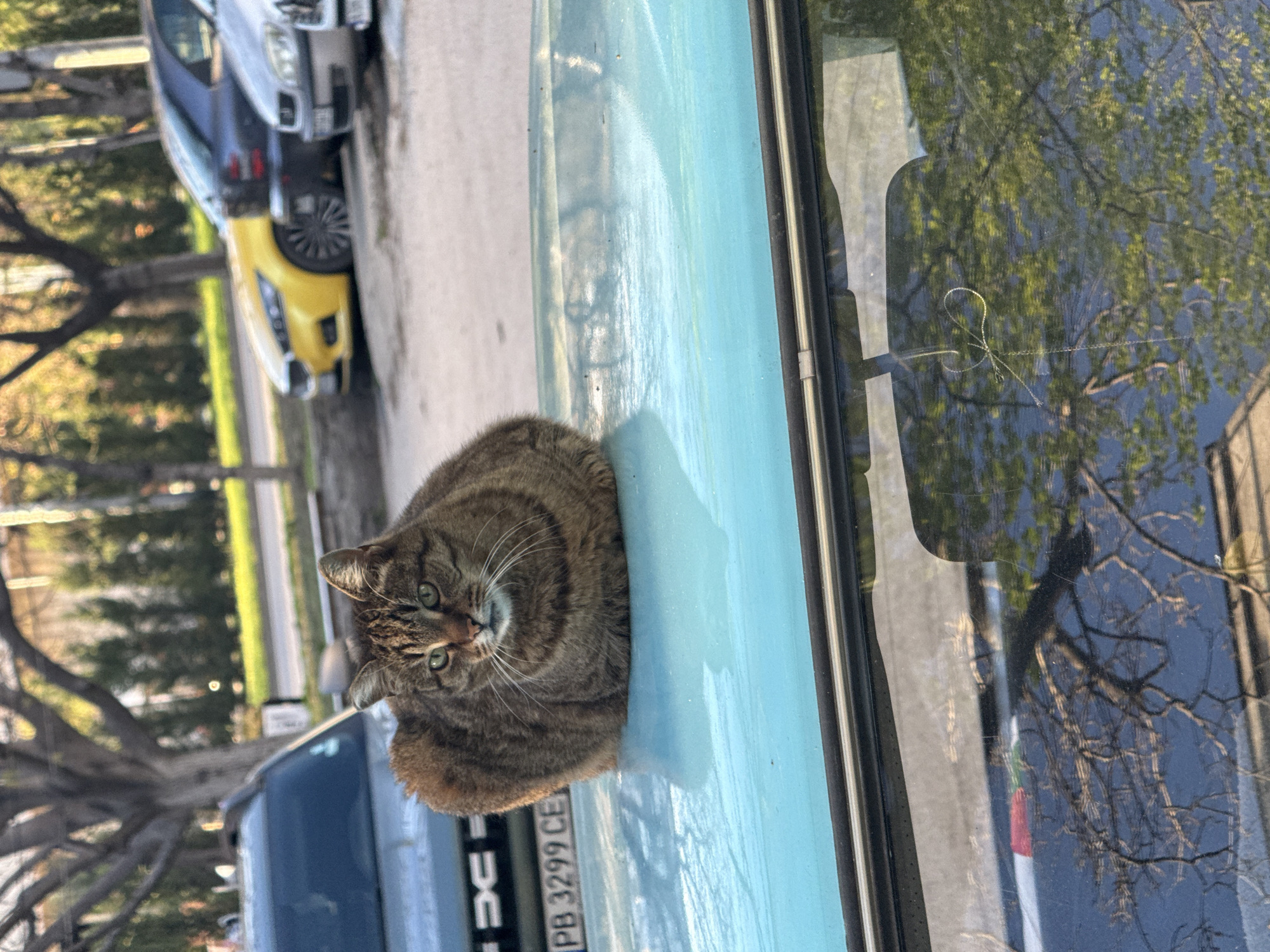 A brown tabby cat is sitting on the hood of a light blue Dacia Duster with license plate PB 3299 CE. The Dacia Duster is parked on a street in Plovdiv, Bulgaria. Other vehicles are parked further down the street. Trees and foliage are visible in the background. The image also shows reflections of trees and possibly buildings in the windshield of the Dacia Duster.