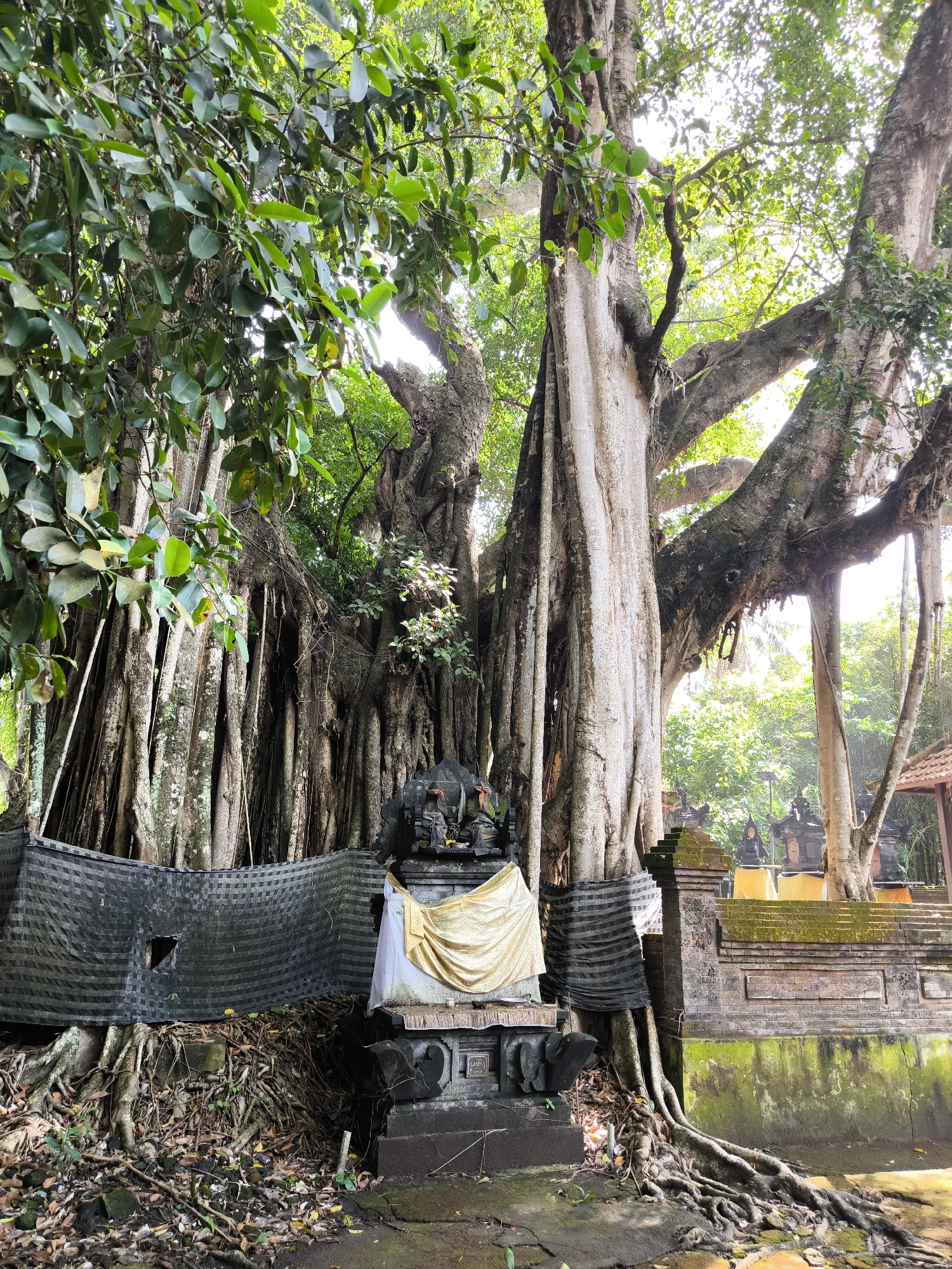 A low-angle, full shot captures a large banyan tree with exposed roots and hanging aerial roots, situated in the Blahbatuh village in Indonesia. The tree trunk is thick and gnarled, with many aerial roots descending to the ground. A small, dark stone shrine with a statue is located at the base of the tree, draped with a white and gold fabric. A black and white checkered fabric barrier is draped across part of the tree's roots and the shrine. In the background, there are more shrine structures with tiled roofs, some adorned with yellow fabric. The ground is covered in leaves and dirt, and moss grows on the stone structures. The lighting suggests it is daytime, with sunlight filtering through the dense green foliage of the tree. The scene appears to be a sacred site or temple.