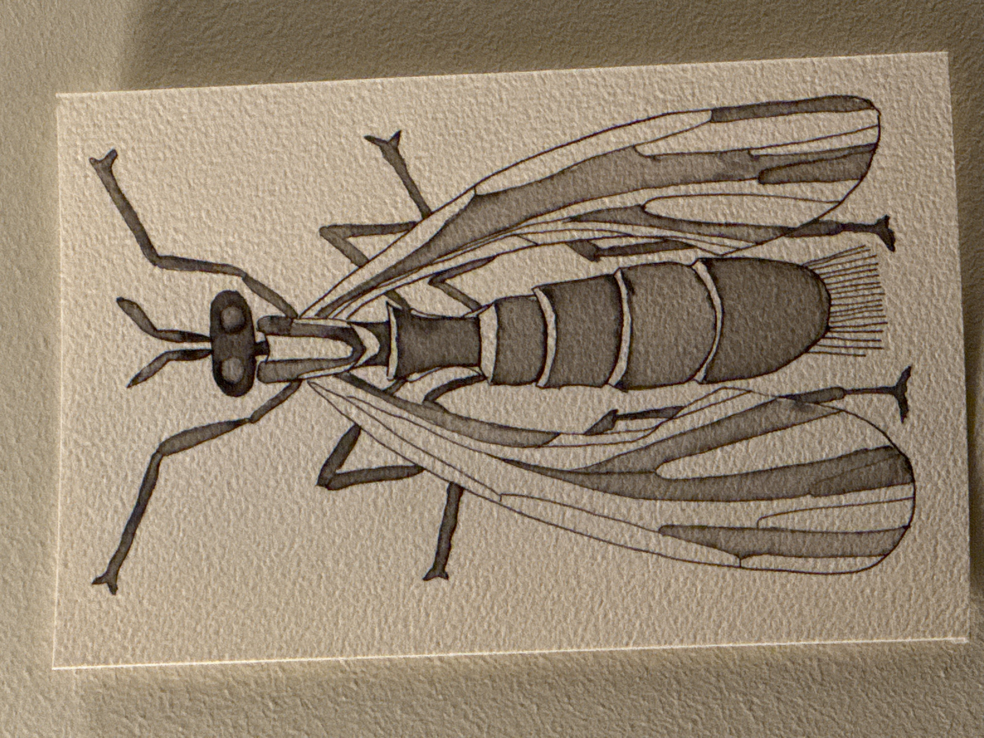 A drawing of a fly-like insect is displayed on a rectangular piece of textured paper. The insect is detailed with legs, wings, and a segmented body. The drawing is in black and white and depicts the insect from a top-down perspective. There is no information in the image to associate it with Moscow, Russia, or any city for that matter.