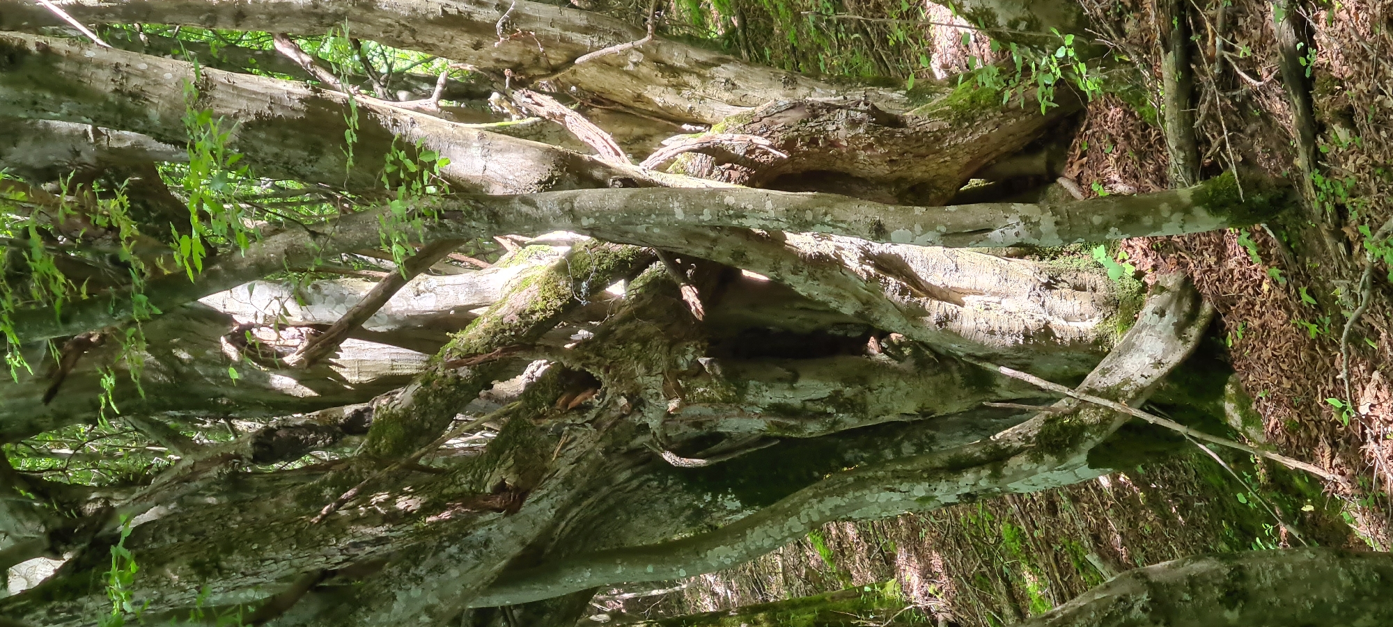 The image is a close-up, vertical shot of a cluster of old, gnarled trees with thick, twisted trunks in a forest. The trees are covered in moss and lichen, and their branches intertwine, creating a dense, almost sculptural form. Sunlight filters through the leaves, casting dappled shadows on the trunks and the forest floor, which is covered in fallen leaves and some green undergrowth. There are no people or animals visible in the image. The scene depicts a natural, undisturbed forest environment. This specific location is in the city of Lopian, Bulgaria.