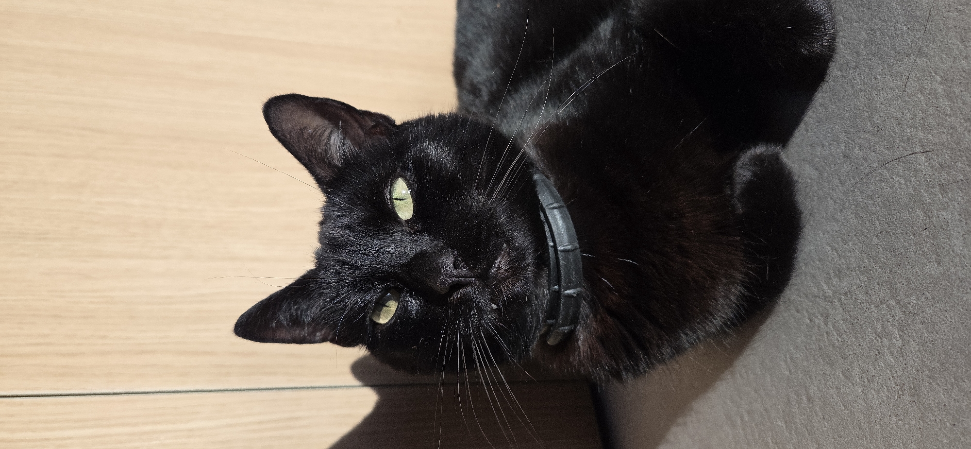 A black cat with green eyes is lying down on a grey surface, possibly a floor or a mat, in front of a light brown, wooden-textured wall. The cat is wearing a black collar. Sunlight is casting a shadow on the left side of the wall, obscuring part of the background. The image is a close-up shot, focusing on the cat's face and upper body. There are no people or other animals visible in the frame. The scene is indoors, with the lighting suggesting natural sunlight entering the room.