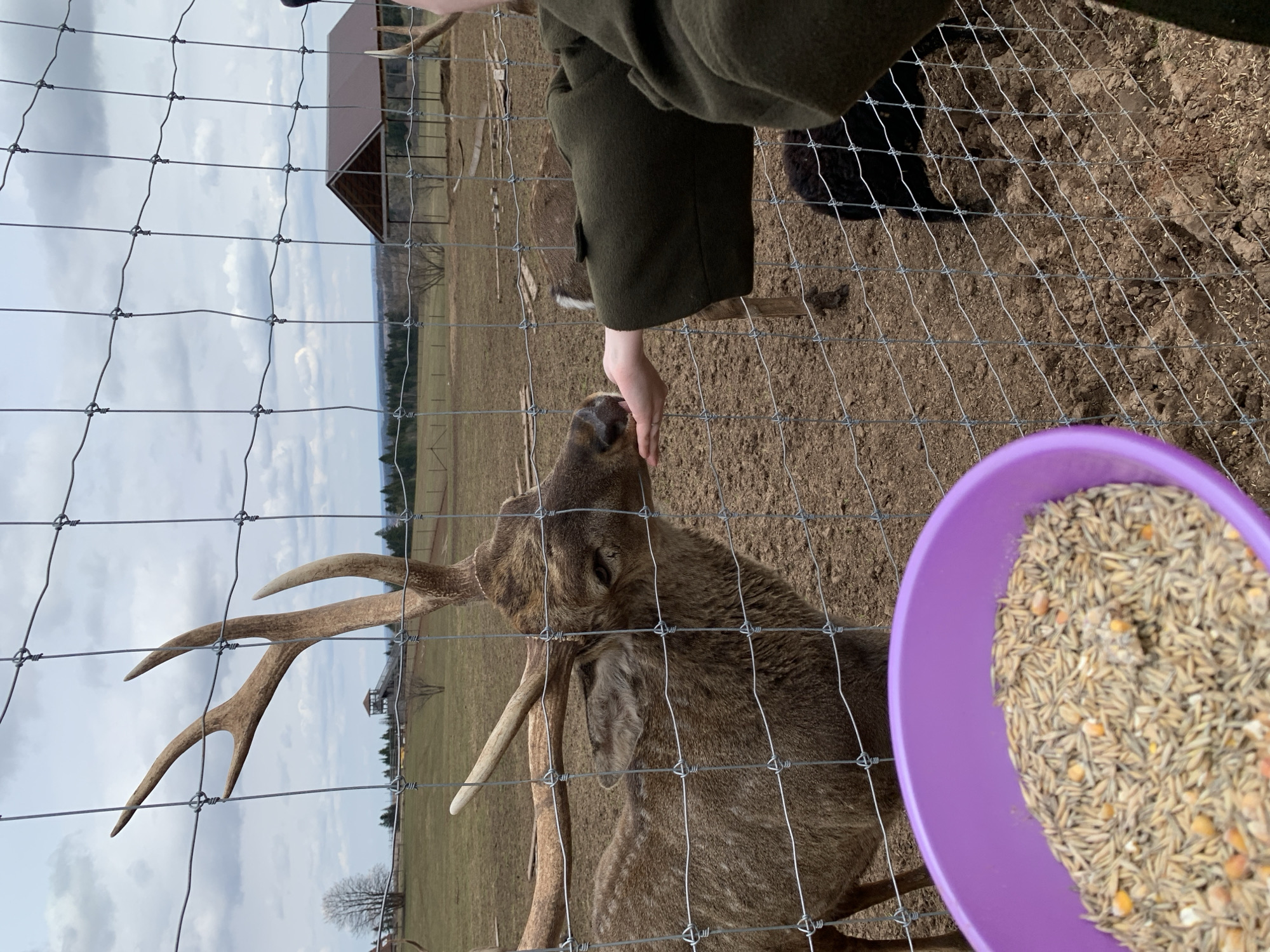 A medium, eye-level shot shows a person in an olive-green jacket holding their hand out to feed a deer behind a wire fence. The deer, a brown animal with antlers, is reaching its head through the fence to eat from the person's hand. A purple bowl filled with grains is positioned on the right side of the image, slightly out of focus. The background features a field, a small building, and trees. The location is Stary Chultem, Russia.