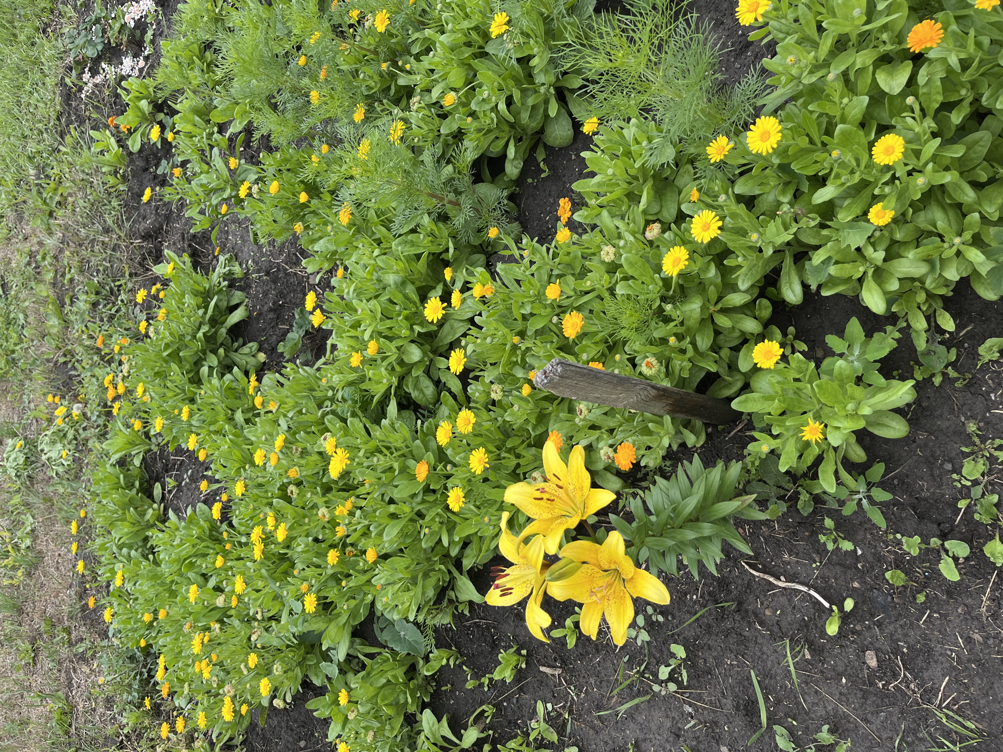 This image depicts a flower bed in a garden, likely located in the Timiryazev rural district of Kazakhstan. The primary subjects are a variety of flowers, including numerous small yellow calendula flowers and three large yellow lilies. The calendula flowers are densely packed, creating a vibrant carpet of yellow against lush green foliage. The lilies, with their distinctive spotted petals, are positioned towards the lower right of the frame, adding a touch of drama.
The setting appears to be an outdoor garden with dark soil. The ground around the flowers is covered in soil and some scattered dry leaves and twigs, suggesting a natural and somewhat unmanicured environment. To the left of the flower bed, a patch of grass and some smaller, less prominent plants are visible. A weathered wooden stake or piece of wood is partially visible in the upper right quadrant of the image, possibly marking the edge of the garden or supporting a plant.
The image captures the flowers in what appears to be daylight, with soft lighting that doesn't cast harsh shadows, suggesting it could be morning or late afternoon. The weather seems calm and pleasant, conducive to gardening. There is no visible text in the image. The overall impression is one of natural beauty and the simple abundance of a blooming garden.