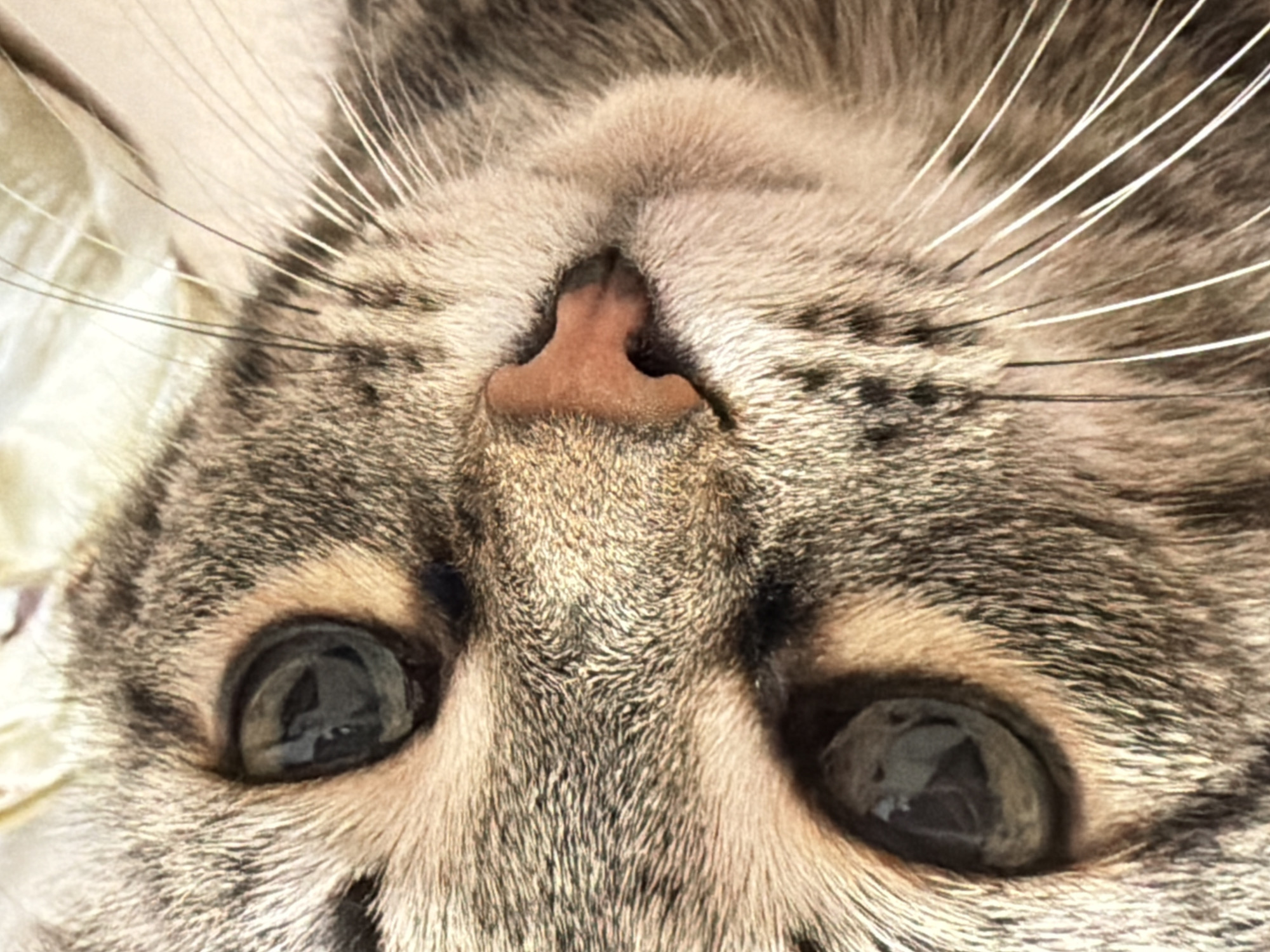 A close-up, inverted view of a tabby cat's face. Visible are the cat's pink nose, eyes, fur, and whiskers. The background is out of focus and appears to be a light-colored fabric. There is no indication of the location being Izhevsk, Russia.