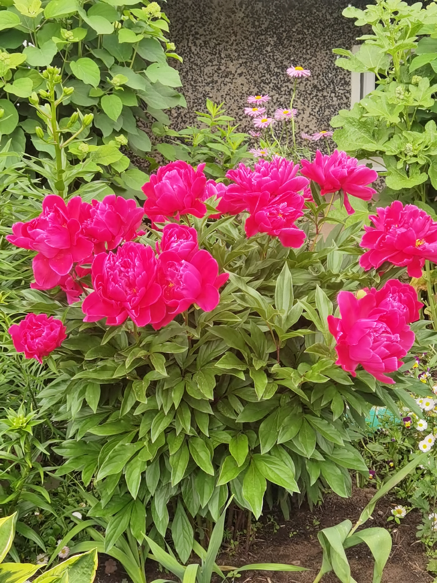 In the city of Chaikovsky, Russia, a vibrant pink peony bush flourishes in a garden. The bush is covered in numerous fully bloomed peonies, their petals a rich, saturated pink. Interspersed with the peonies are lush green leaves, providing a dense backdrop to the flowers. In the background, a textured wall with a speckled pattern is visible, along with some smaller, delicate pink flowers that appear to be daisies. The overall scene depicts a lush and colorful garden setting.