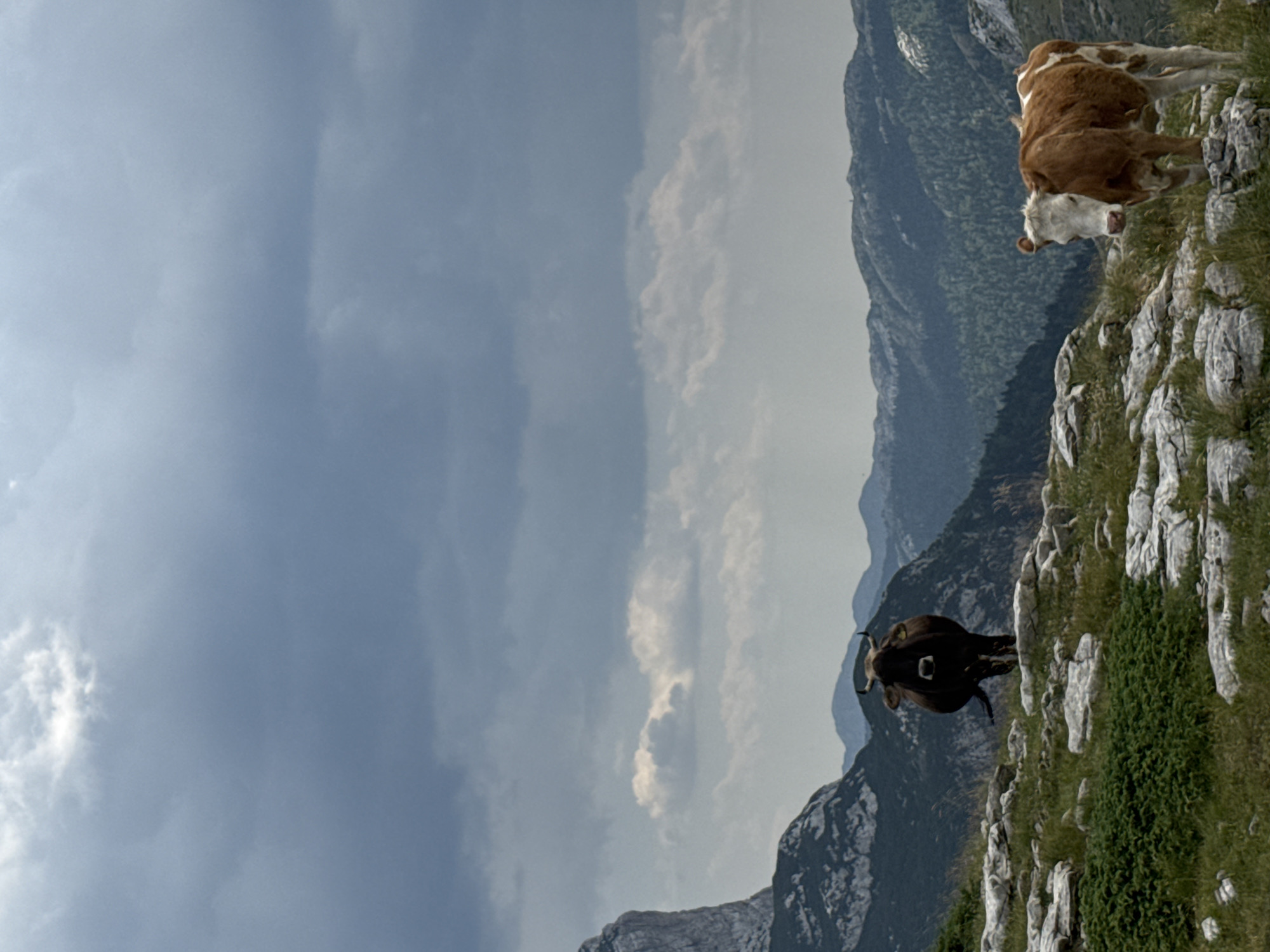 In the city of Grabovica, Montenegro, a photograph captures a mountainous landscape under a cloudy sky. The foreground features two cows grazing on a rocky, grassy slope. A dark brown cow stands prominently on a higher rocky outcrop, facing the viewer. To its right and slightly lower, a brown and white cow stands, also facing the viewer. The background reveals layers of rugged, tree-covered mountains under a heavily clouded, grey sky. The terrain is steep and rocky, indicative of a mountain range.