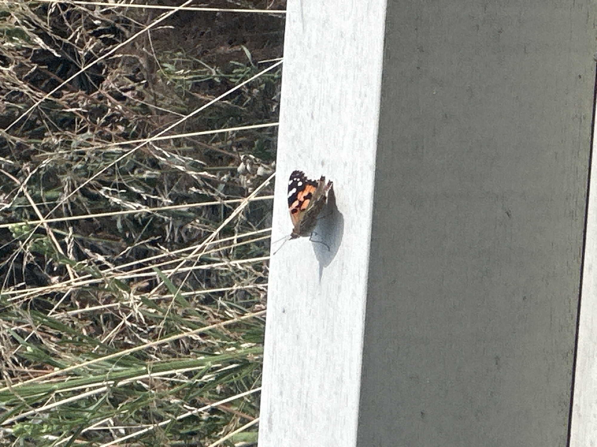A butterfly with orange, black, and white wings rests on a light grey concrete ledge. Behind the ledge, tall dry grass and some green vegetation are visible. The image appears to be taken outdoors on a sunny day. There is no indication of the location being in Amsterdam, Netherlands.