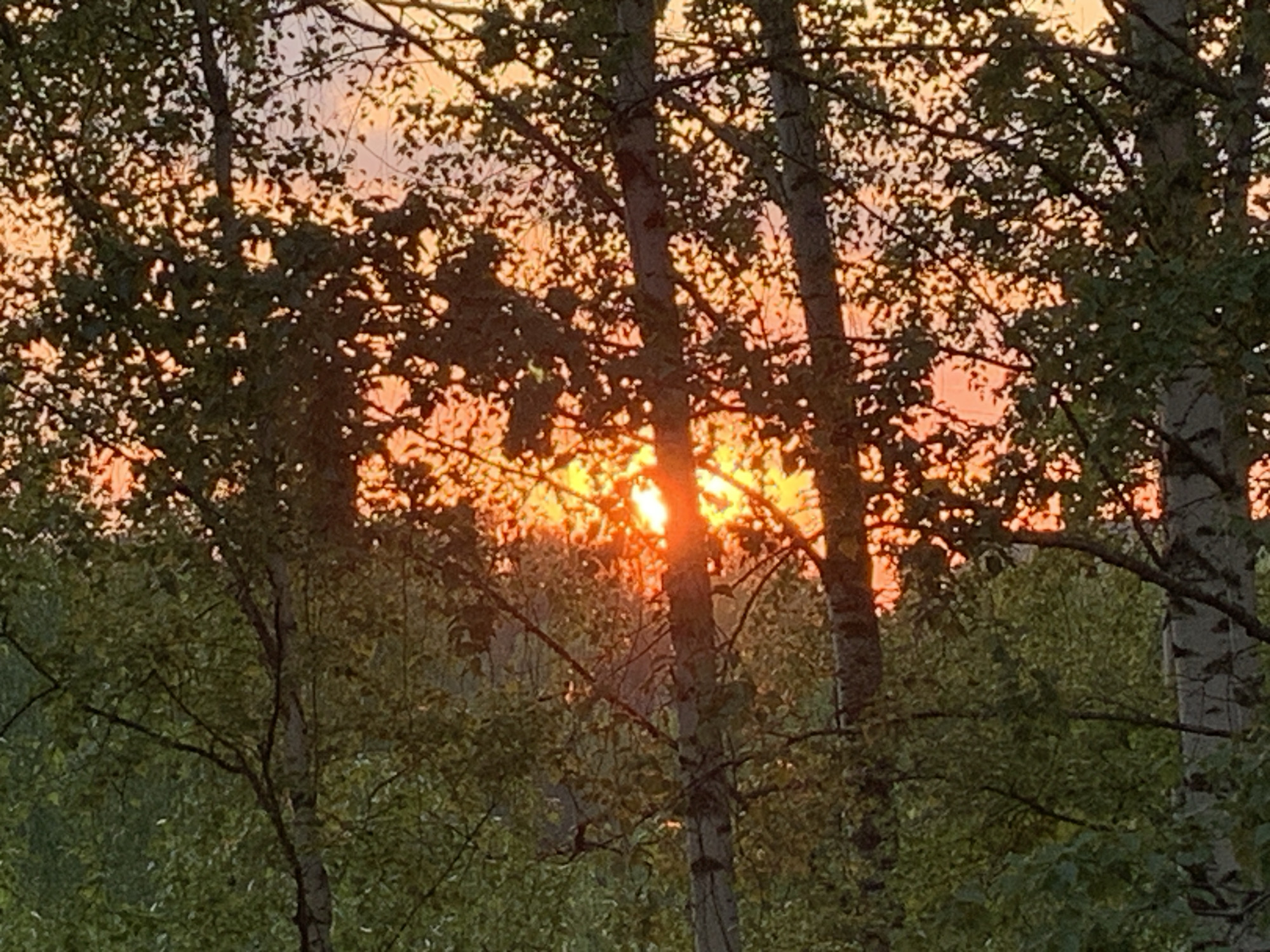 The image shows a sunset through trees in Chaikovsky, Russia. The sun is low in the sky, obscured by the branches and leaves of birch trees in the foreground. The sky is visible in the gaps between the trees, with colors of orange and pink dominating. The foliage of the trees appears green, and the tree trunks are light-colored.