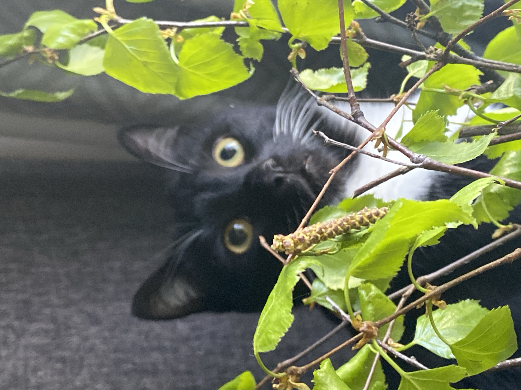 A black and white cat with yellow eyes peers through the branches of a tree with green leaves. The background is dark and indistinct. The location, Chaikovsky, Russia, cannot be verified from the image.
