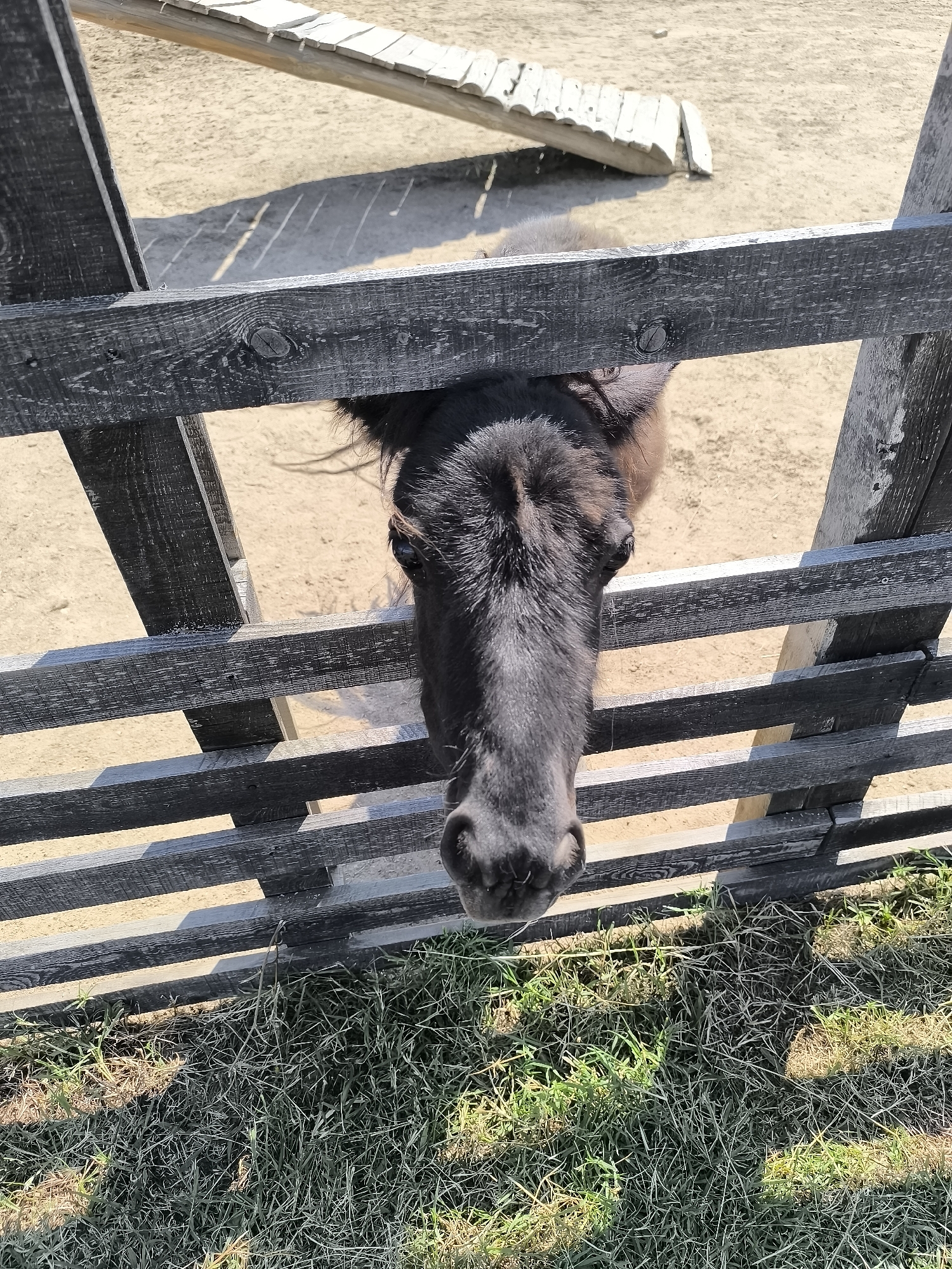 A close-up, head-on shot shows a dark-colored horse with its head and upper neck peeking through a wooden fence. The horse's head is the central focus, with its dark eyes visible and its muzzle positioned just above the bottom of the fence's opening. The fence is made of weathered, dark wooden planks, creating a rustic enclosure. Beyond the fence, the ground appears to be a sandy or dusty surface, with a wooden ramp or structure visible in the background. The scene is lit by bright sunlight, casting strong shadows on the ground and the fence, suggesting it is daytime and the weather is clear. The horse's expression is neutral, perhaps curious, as it looks directly at the camera. The foreground shows dry grass and some green patches. The setting appears to be an outdoor enclosure, likely a stable or paddock, in Dabnitsa, Bulgaria. There is no visible text in the image.