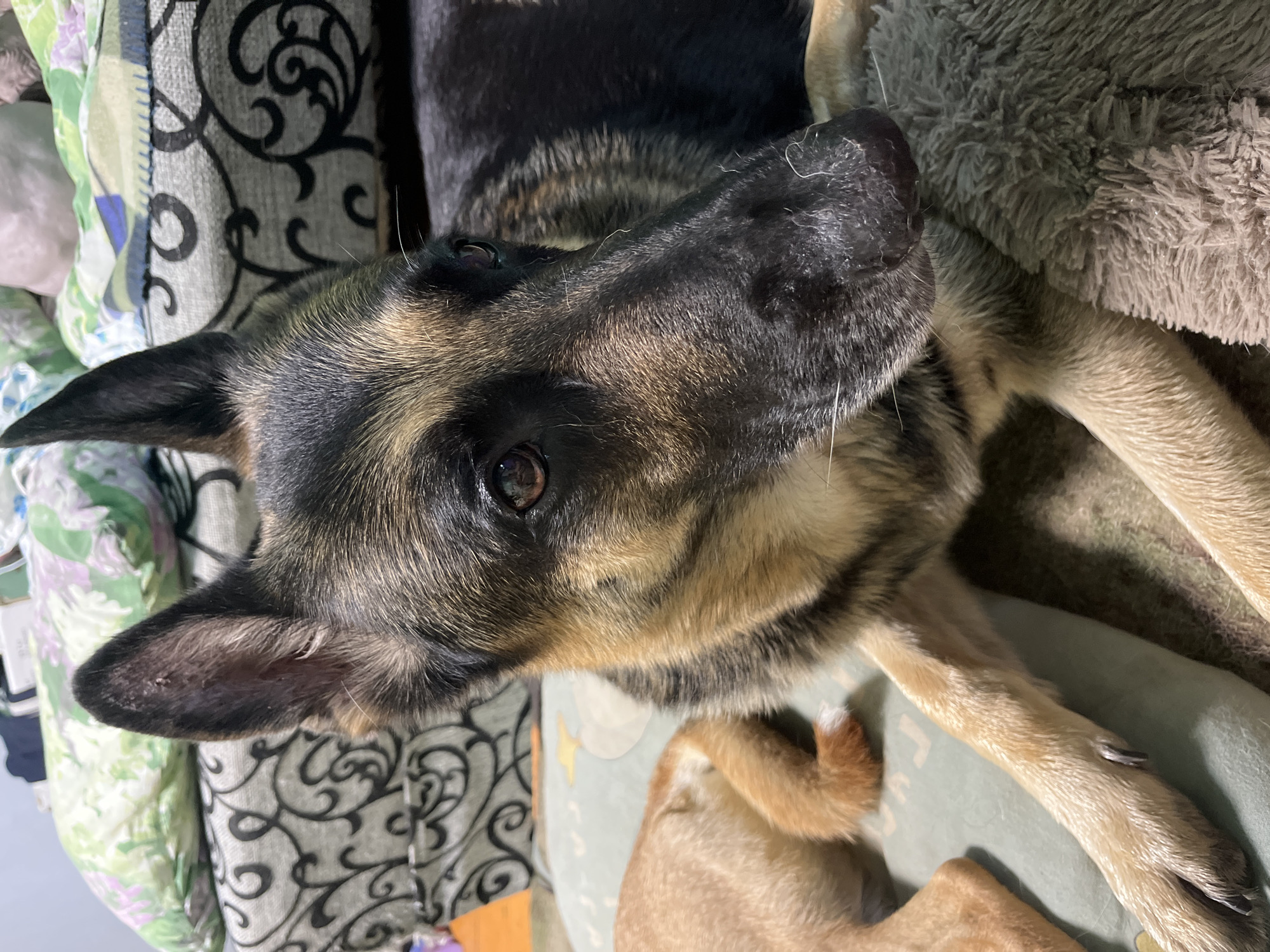 A close-up, eye-level shot focuses on the head and front paws of a German Shepherd dog lying down. The dog is positioned on a plush, gray blanket and a light green mat. Its fur is a mix of black, tan, and brown. To the left of the German Shepherd, the hindquarters and tail of a smaller, tan-colored dog are visible. In the background, a couch with a patterned fabric and pillows can be seen. The image does not provide any information about the city of Nizhny Tagil, Russia, or its location.