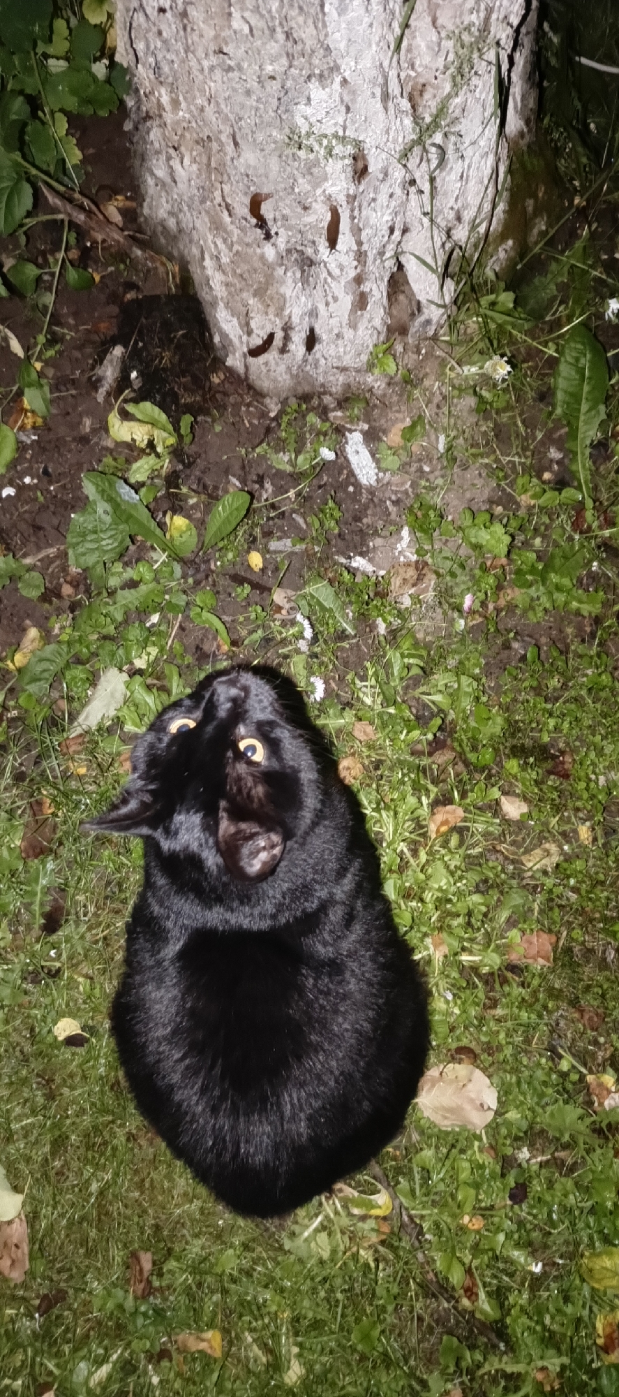 A black cat is looking up at the camera with wide yellow eyes, its head tilted at an odd angle. The cat is sitting on grass near the base of a large tree. The ground around the tree is covered in dirt, leaves, and small plants. Some of the leaves on the tree trunk appear to be brown slugs. The lighting suggests it is nighttime or very early morning, and the scene is outdoors. The cat appears alert and perhaps a little startled. No text is visible in the image. The location is identified as Мерчалово Снт, Russia.