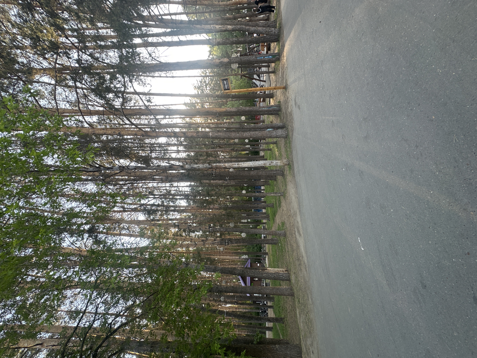 An outdoor photograph shows a row of trees lining a road. The road is paved and gray. On the left side of the road is a line of tall, thin trees with sparse green leaves. The trees stretch into the distance, creating a tunnel-like effect. The sky is visible through the gaps in the trees. The sunlight appears to be peeking through the trees, creating a bright light. The scene is located in the city of Neftekamsk, Russia. In the background, there are some benches and tables. At the end of the road are two figures.