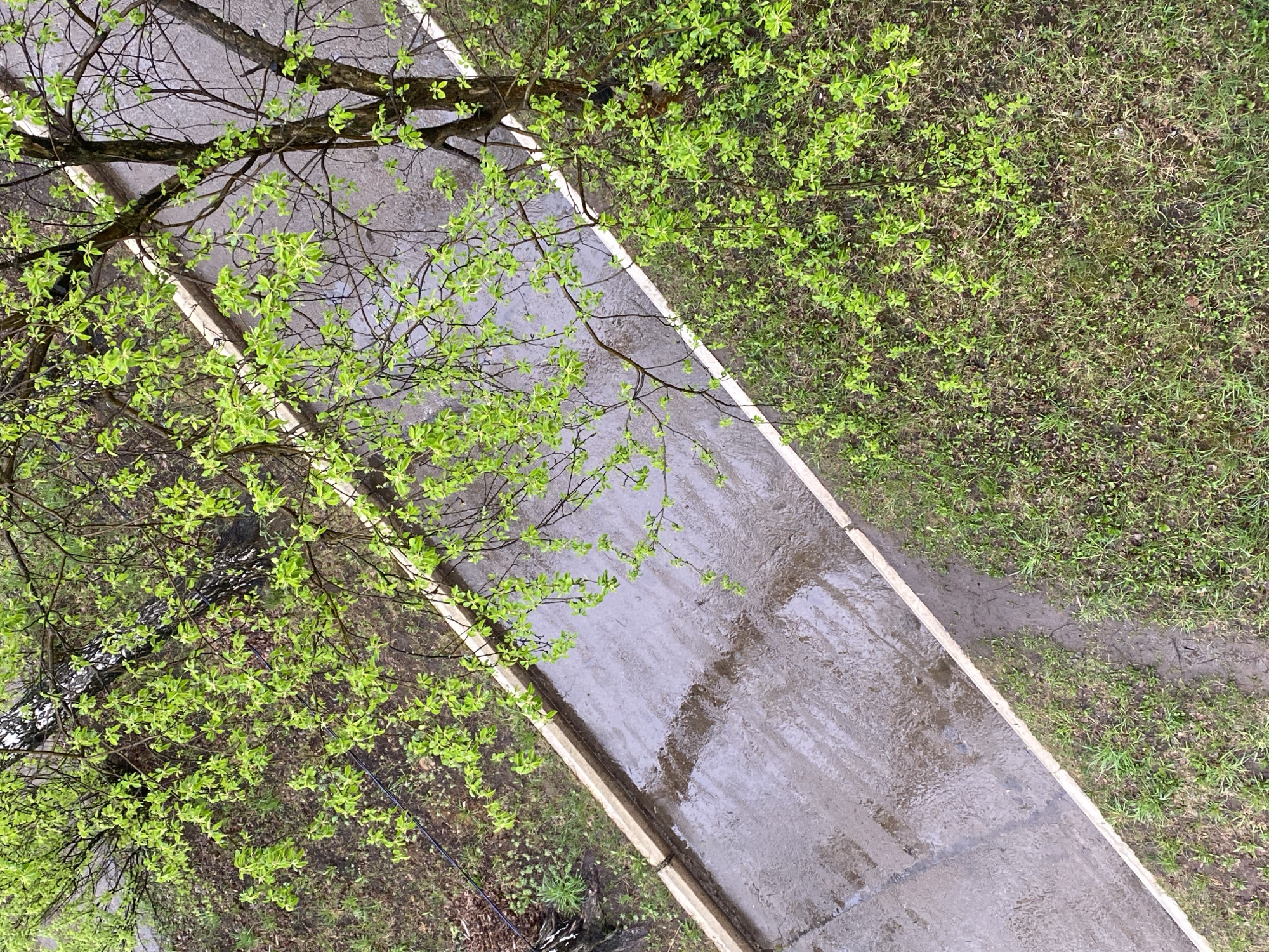 The image is an overhead shot of a sidewalk and adjacent green space, likely taken after rain. The sidewalk is wet and reflects light, and has a light-colored border. A tree with new, bright green leaves overhangs the sidewalk from the left. The green space to the right of the sidewalk contains grass and other small plants. A barely visible path is worn in the green space. It is difficult to determine with certainty the exact location in Chaikovsky, Russia without more visual landmarks.