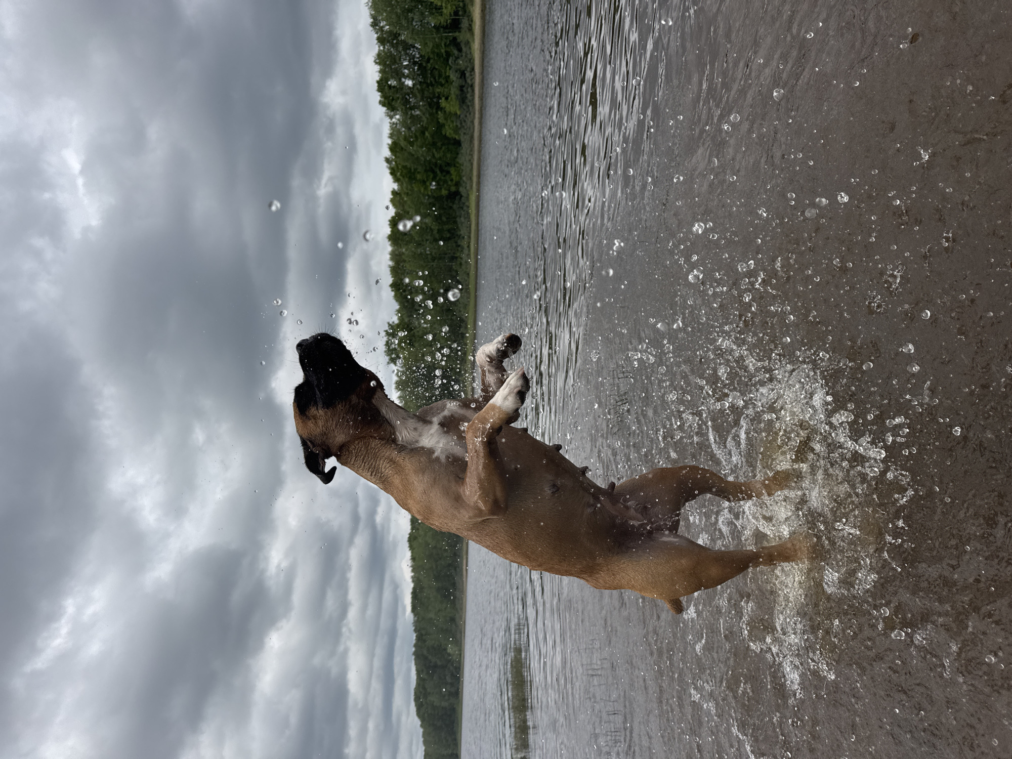 A brown and black boxer dog is mid-air, leaping out of the water of the Kama River in Chaikovsky, Russia. The dog is facing to the right, with its head turned upwards, and its front paws are extended. Water splashes dramatically around the dog, with numerous droplets captured in the air. The river is calm, with a line of trees visible on the far bank. The sky is overcast with grey clouds.