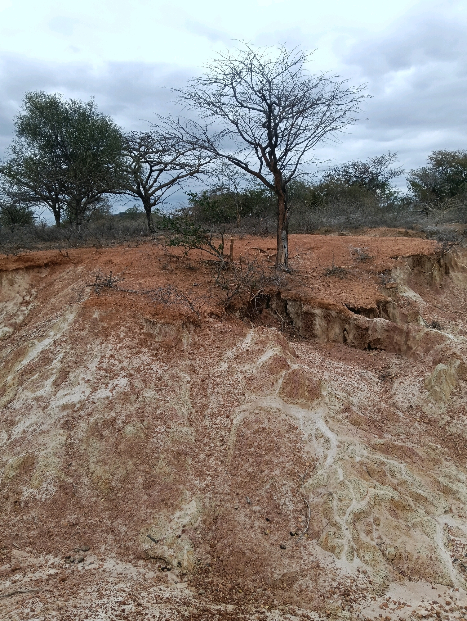 The image depicts a dry, eroded landscape in Mutitu/Kaliku Ward, Kenya. A steep embankment dominates the foreground, revealing layers of reddish-brown soil and lighter, sandy deposits. The texture of the soil is rough and cracked, suggesting a lack of moisture. Sparse, dry vegetation, including thorny bushes and dead branches, clings to the embankment and the plateau above.
On the plateau, several trees are visible. One prominent tree, leafless and skeletal, stands in the mid-ground, its branches reaching towards the overcast sky. To its left, a tree with more foliage adds a touch of green to the otherwise muted palette. In the background, a dense line of trees and shrubs forms a horizon against the cloudy sky. The overall impression is one of arid conditions and the impact of erosion on the natural environment. No people or animals are present in the image.