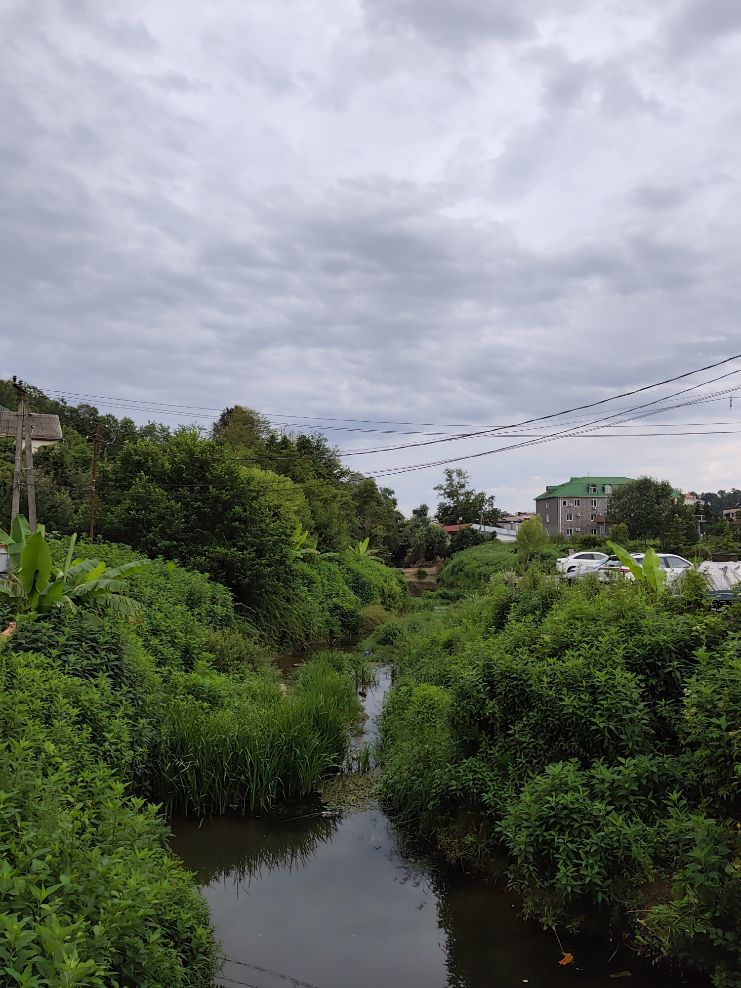 This image depicts a lush, overgrown natural environment with a small body of water flowing through it, likely a stream or creek. The banks of the water are densely populated with various green plants, including tall grasses and leafy bushes. In the background, there are signs of human habitation. On the left side, a white building with a grey roof sits on a hillside, partially obscured by trees and vegetation. Further back, a multi-story building with a distinctive green roof is visible, with several cars parked in front of it. Power lines are strung across the upper portion of the image. The sky is overcast with grey clouds. The overall impression is one of nature reclaiming or coexisting with human structures.