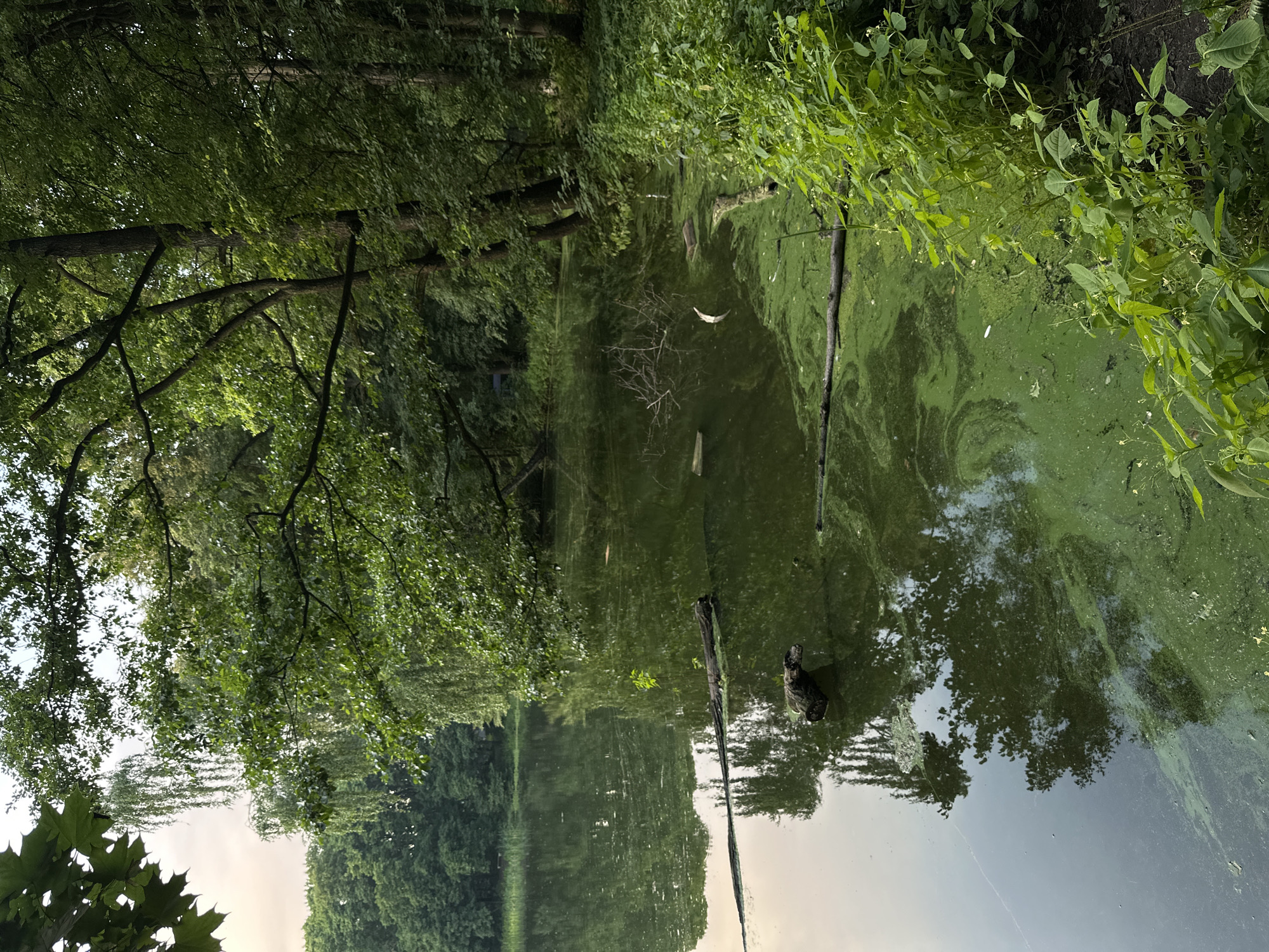 The image shows a body of water with green algae covering parts of its surface, bordered by dense green foliage on the right bank. Several fallen logs and branches are visible in the water and along the edge. The water reflects the surrounding trees and the overcast sky. In the background, more trees and a hint of distant structures can be seen. The scene appears to be a natural setting, likely a pond or lake within a wooded area. No people or animals are visible in the image. The lighting suggests it is either early morning or late afternoon.