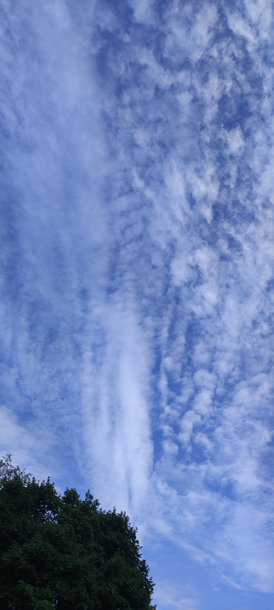This is a vertical, eye-level, full-shot photograph of a blue sky with scattered clouds. The clouds are white and appear to be wispy and textured, forming streaks and patches across the sky. A dark green tree canopy occupies the bottom left portion of the frame, obscuring a small portion of the sky. The image appears to be taken outdoors in a natural setting, likely a park or residential area. No people or specific city landmarks are visible to indicate a location in Rosinka, Russia.
