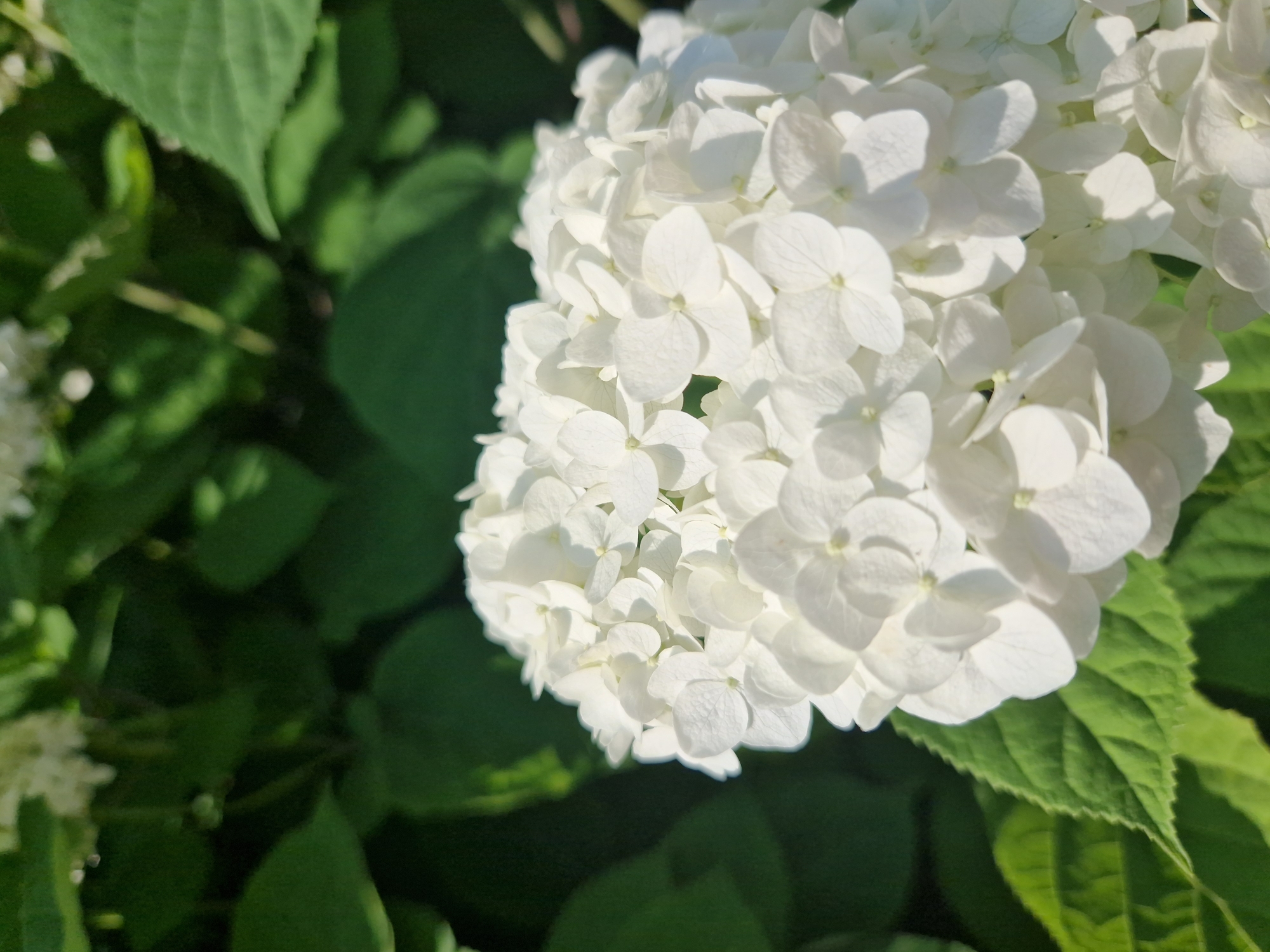 A close-up, vertically oriented, eye-level shot focuses on a large cluster of white hydrangea flowers, their petals appearing delicate and slightly translucent in the natural light. The flowers are densely packed together, forming a spherical shape, with some individual blooms clearly discernible. In the background, out-of-focus, dark green leaves create a lush, verdant backdrop, suggesting an outdoor setting. The lighting indicates it is daytime, with sunlight casting subtle shadows on the petals and highlighting their texture. There are no people or animals visible in the image. The scene is serene and natural, evoking a sense of summer or late spring. The image does not contain any specific landmarks or identifiable features that would pinpoint its location within Sofia, Bulgaria.