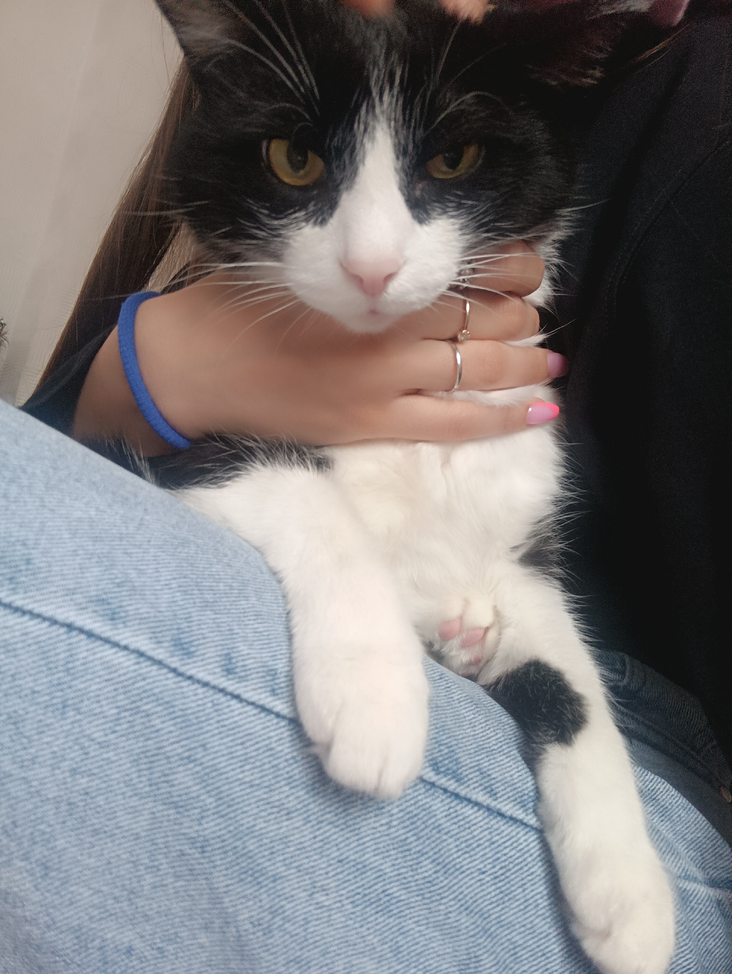 A medium indoor shot captures a black and white cat being held by a person. The cat is the central subject, with black fur covering its head, ears, and parts of its body, contrasted by white fur on its face, chest, and paws. Its eyes are a pale amber or light gold color.
The person holding the cat is wearing a black long-sleeved shirt or sweater and light blue denim jeans. One hand is visible, adorned with two rings, and the fingernails are painted with a pink gradient design. A blue bracelet is worn on the wrist. The person is cradling the cat close to their body.
The background is minimally visible, but shows a cream-colored wall or curtain.
There is no information in the image to indicate this was taken in Chaikovsky, Russia.