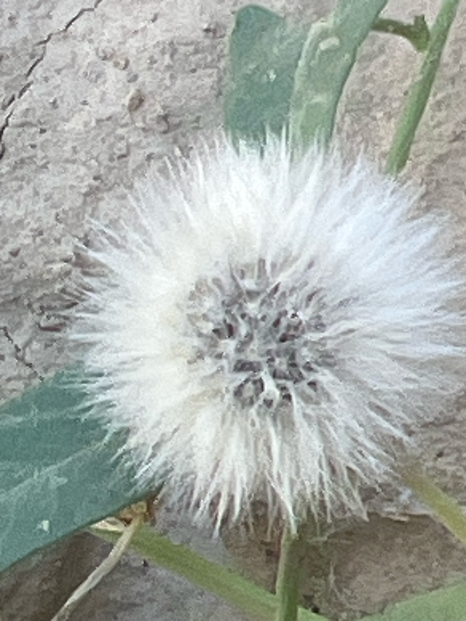 A close-up, eye-level shot focuses on a fluffy white dandelion seed head set against a muted, gray, textured background that appears to be cracked concrete. To the left and right, portions of green leaves and stems are visible, adding a touch of natural color to the scene. The dandelion's feathery seeds radiate outwards, with a dark, central core. The lighting is soft, casting subtle shadows and highlighting the delicate texture of the seeds. The image is devoid of any human presence or activity.