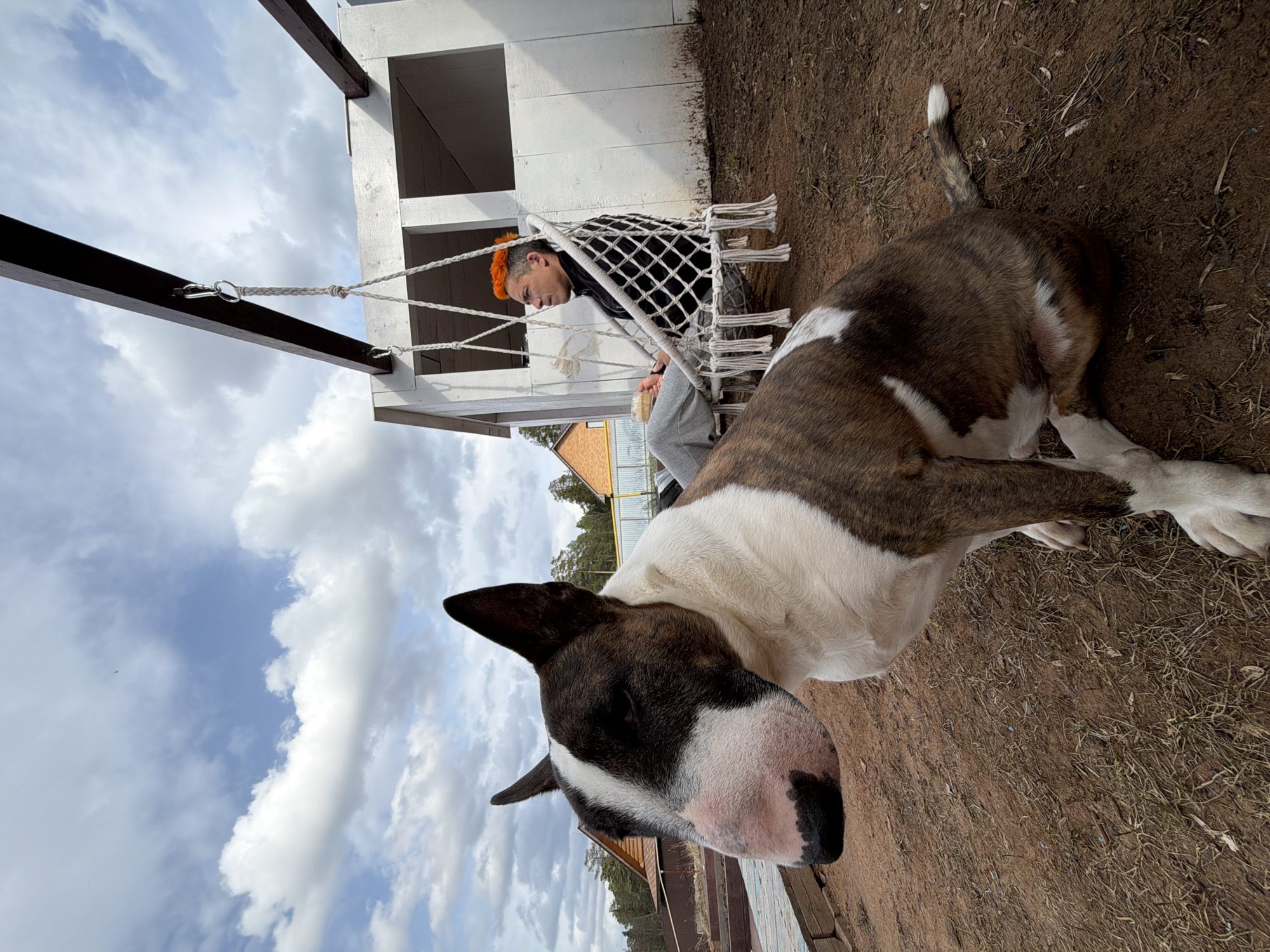 A bull terrier dog dominates the foreground of the outdoor scene, lying on the ground with its head toward the viewer. The dog is brown-and-white, with a brindle pattern on its body. In the background, a person with orange hair is sitting in a hammock. The hammock is suspended between a dark metal frame and a white, multi-level structure. The surrounding environment consists of a dirt ground, trees, a wooden fence and a partly cloudy sky. The photo appears to be taken in the city of Chaikovsky, Russia.