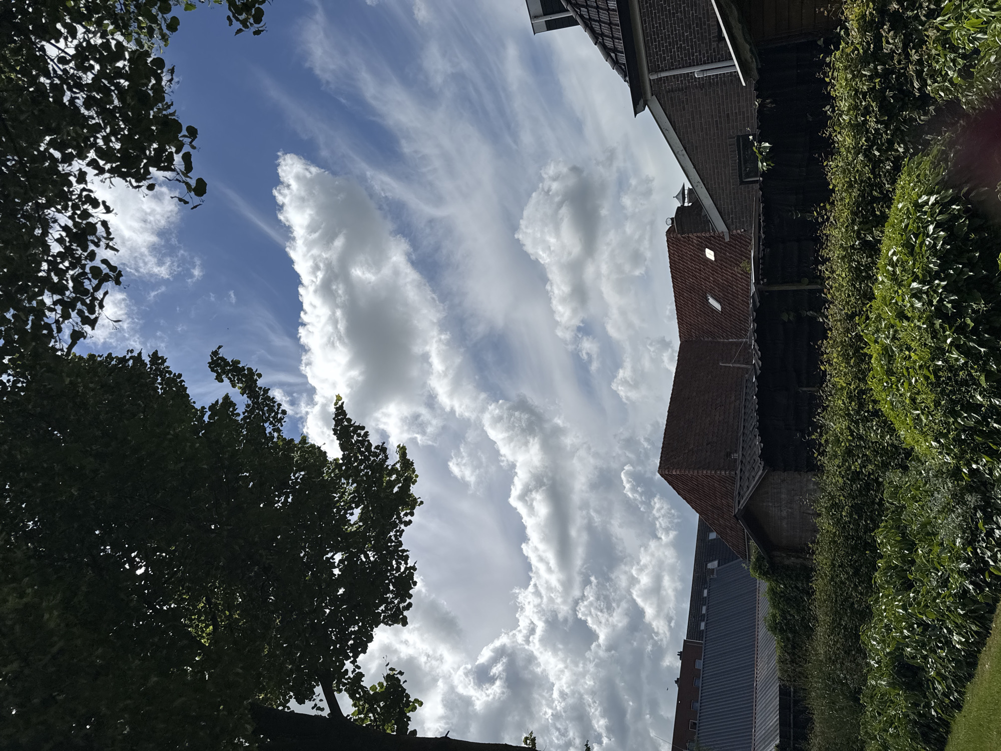 In an outdoor urban setting, the image captures a view looking upwards towards a bright blue sky with scattered white clouds. A large tree with dark green leaves is visible in the upper left corner, with its branches framing the sky. Below the sky, the roofs of several buildings are visible, including structures with red tile roofs and others with dark, possibly corrugated, roofing material. In the foreground, dense green bushes and hedges line the bottom of the frame, with a patch of green grass visible on the left. The scene appears to be a sunny day in a residential area.