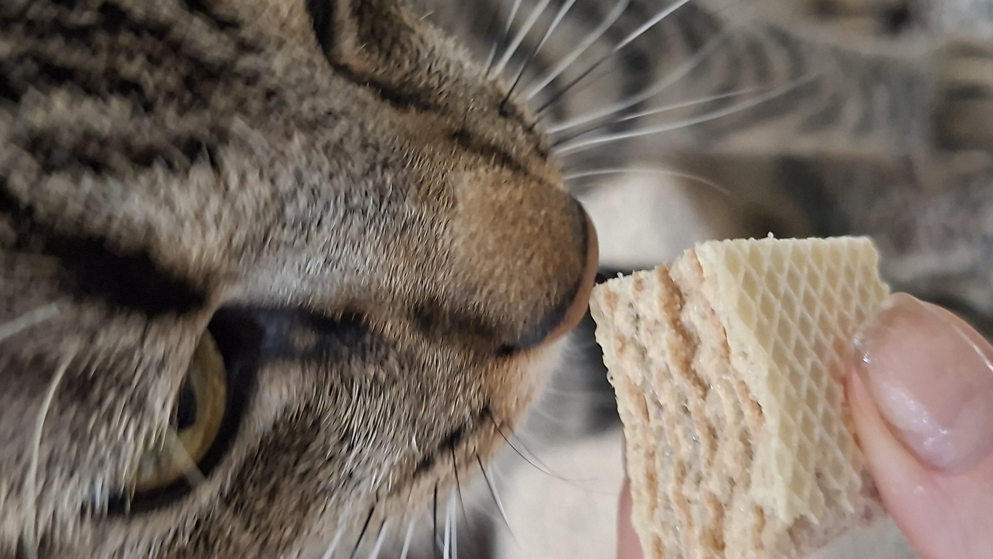 A close-up, head-on shot shows a tabby cat with a pink nose and large whiskers sniffing a bite-sized piece of a wafer cookie held in a person's left hand. The wafer has a waffle-like pattern on its surface. The cat's eye, a bright yellow-green, is visible on the left side of the frame. The background is blurred, showing more of the cat's striped fur and hints of the environment. The image is set in a home environment, and the city of Myadzyel, Belarus, is not depicted.