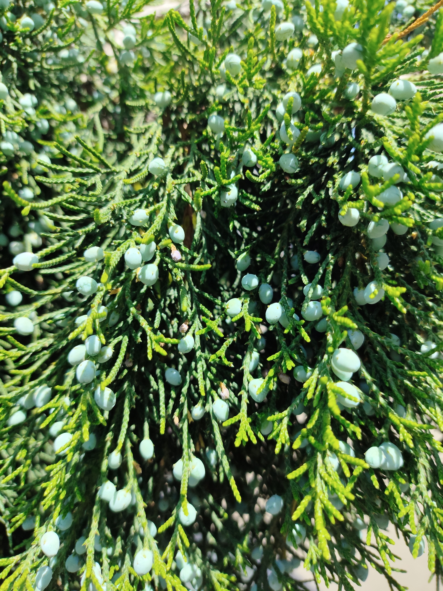A close-up, eye-level shot shows the branches of a juniper bush laden with numerous small, pale blue berries. The berries are spherical and clustered on the fine, green needles of the evergreen foliage. The lighting suggests a sunny day, casting shadows within the dense branches. The image focuses on the texture and color of the plant, with no discernible human presence or man-made structures. There is no information within the image to suggest its location in Krasnodar, Russia.