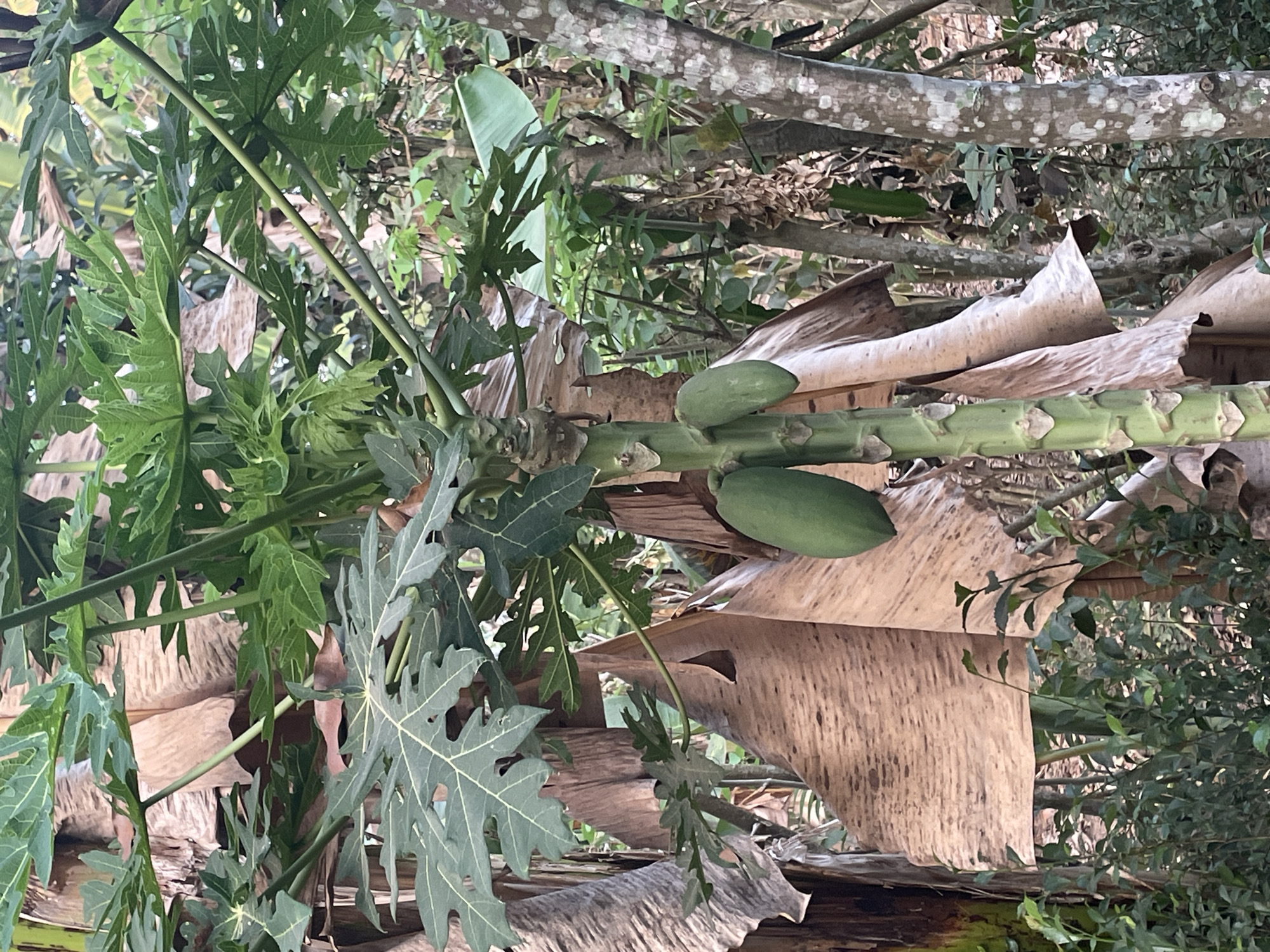 This is a close-up, eye-level shot of a young papaya tree with green fruits in Sucenjurutengah, Indonesia. The tree trunk is textured and green, with visible leaf scars. Two green, elongated papaya fruits hang from the trunk. Large, dried banana leaves are prominent in the background, showing their fibrous texture and light brown color. Several large, green, palmate papaya leaves with serrated edges emerge from the top of the tree. The surrounding environment is a dense forest with various green foliage, trees with textured bark, and dappled sunlight suggesting an outdoor, natural setting.