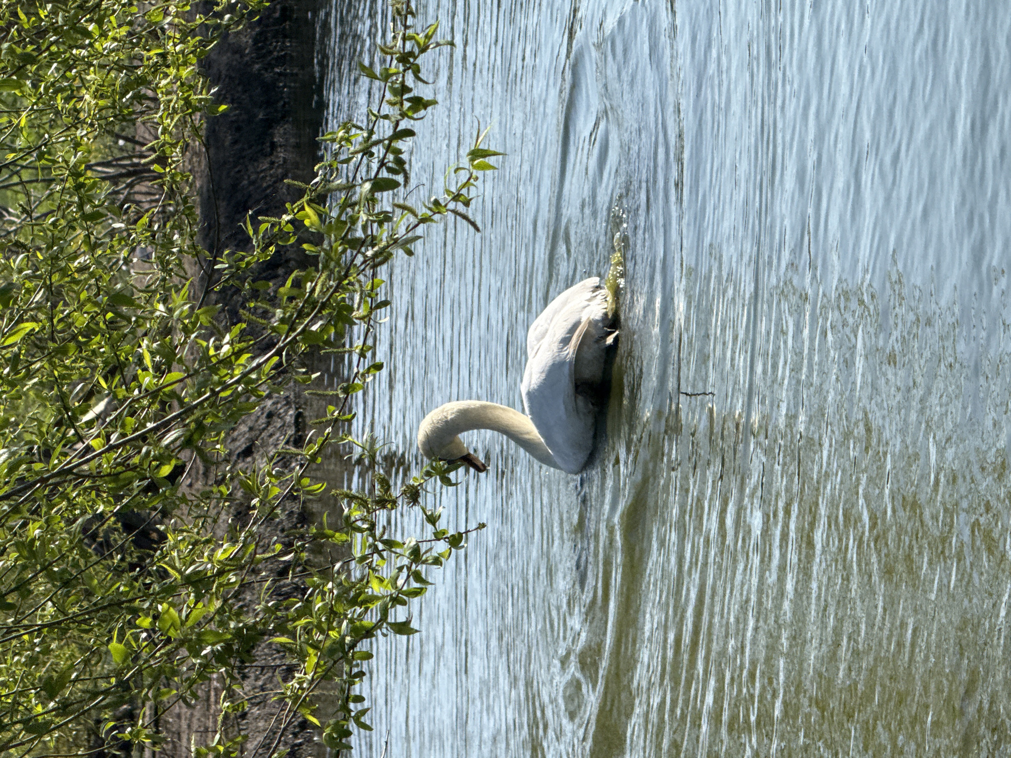 A swan is swimming in water next to a tree. The water reflects sunlight. The location is Burgas, Bulgaria.
