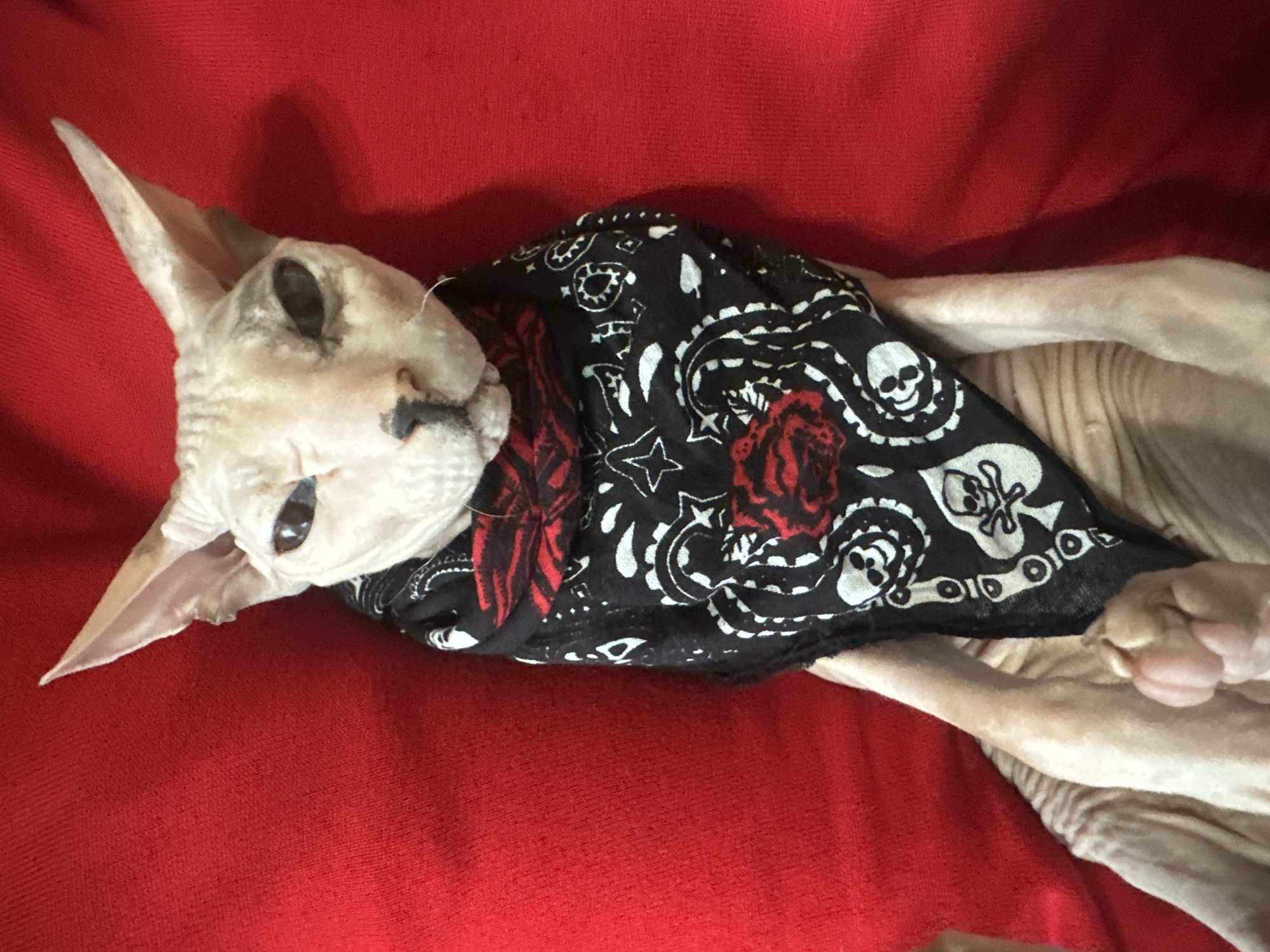 A sphynx cat wearing a black bandana with a skull and rose pattern is lying on a red surface. The cat's skin is wrinkled and pale, and it has large, pointed ears. The bandana is tied around the cat's neck and covers its chest. The red surface appears to be fabric, possibly a blanket or cushion. The image is taken from a high angle, looking down at the cat. There are no other subjects or objects visible in the image.