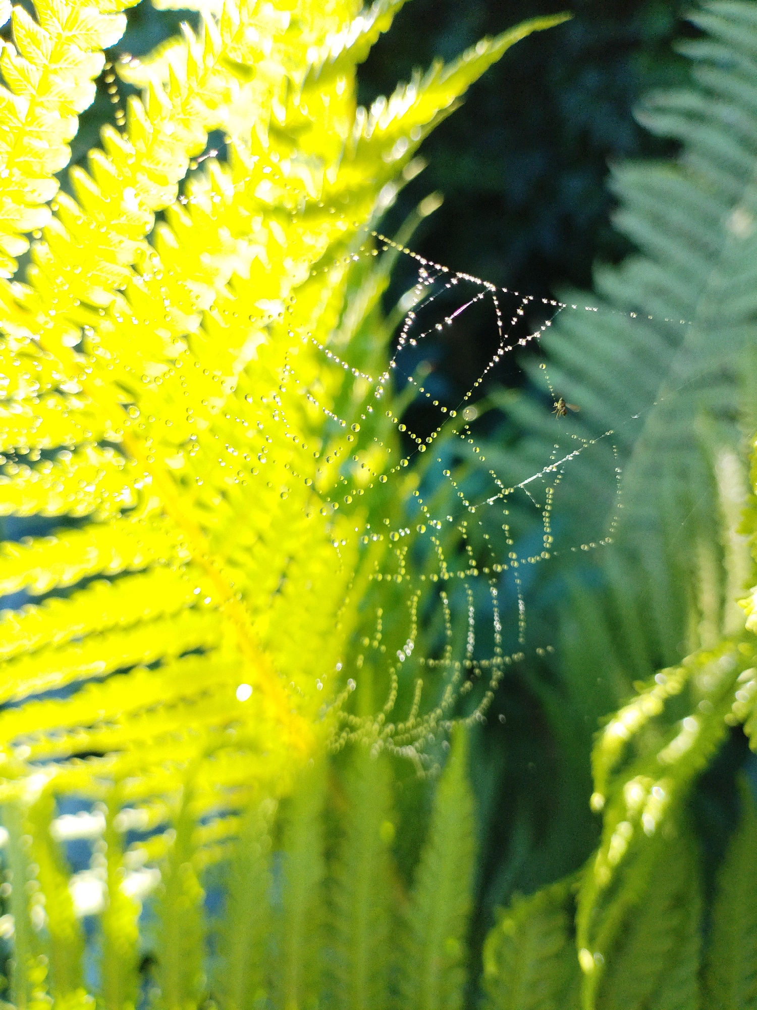 The image shows a close-up of a spider web with dew drops on it, suspended between fern fronds. The fern leaves are a vibrant green, with sunlight illuminating them from the left, creating a bright, almost yellow hue in some areas. The spider web is delicate and intricate, with each strand adorned with tiny water droplets that sparkle in the light. In the upper right quadrant of the web, a small insect, likely a fly, is visible, caught in the web. The background is a blur of dark green foliage, suggesting the setting is outdoors, possibly in a garden or natural wooded area. There are no people visible in the image. The lighting suggests it is daytime, possibly morning or late afternoon, given the strong directional light. The overall impression is one of nature's detail and the ephemeral beauty of a spider's work. There is no information in the image to suggest a location in Bialynichy, Belarus.