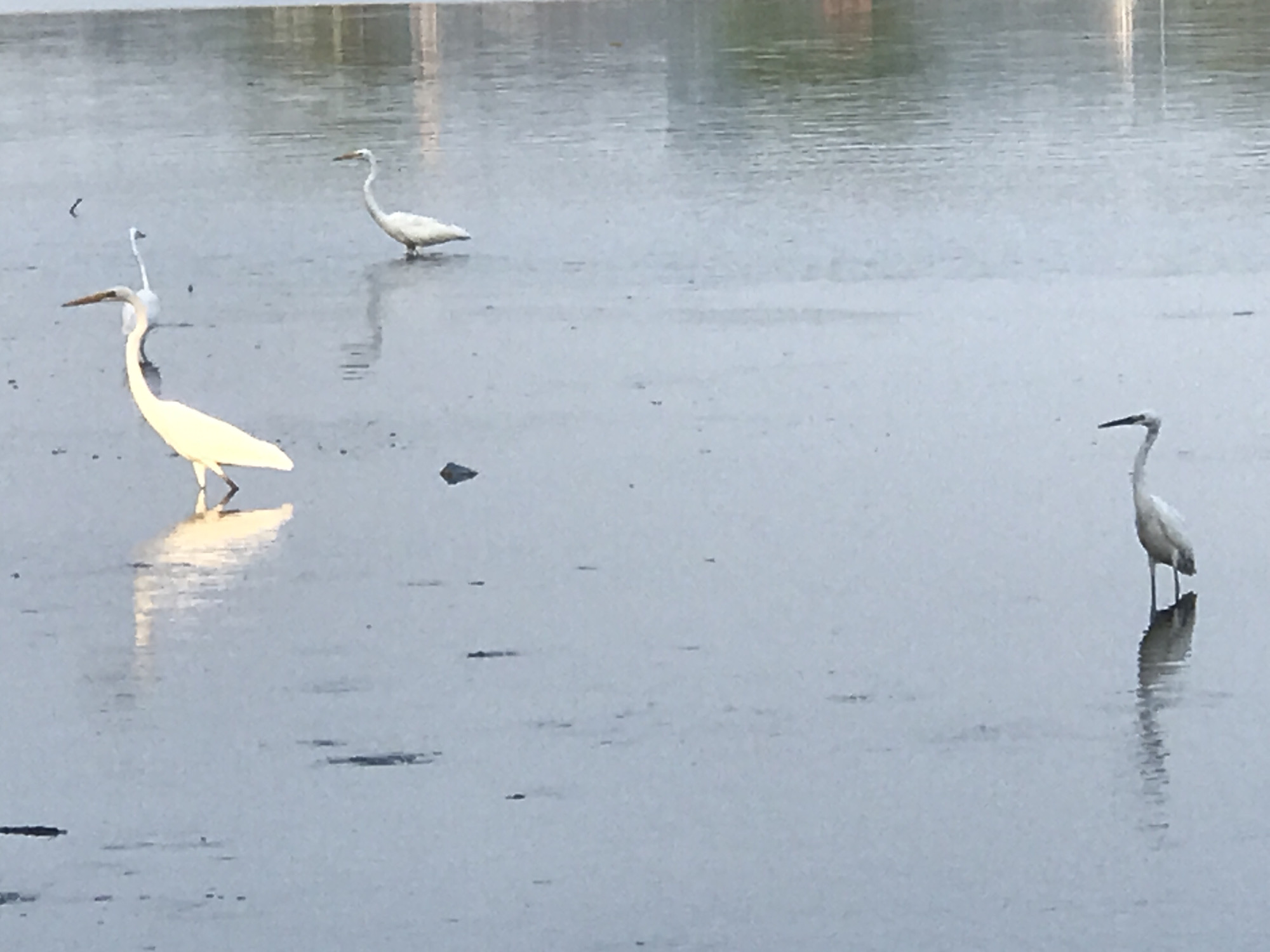 The image depicts four white birds, likely herons or egrets, standing in shallow water. The location appears to be a coastal or estuarine environment, possibly a wetland area within the city of Lhokseumawe, Indonesia. The water surface is relatively still with some ripples and reflections of the birds. There are some dark objects on the water's surface. The background is blurry, suggesting a distance to the shoreline.