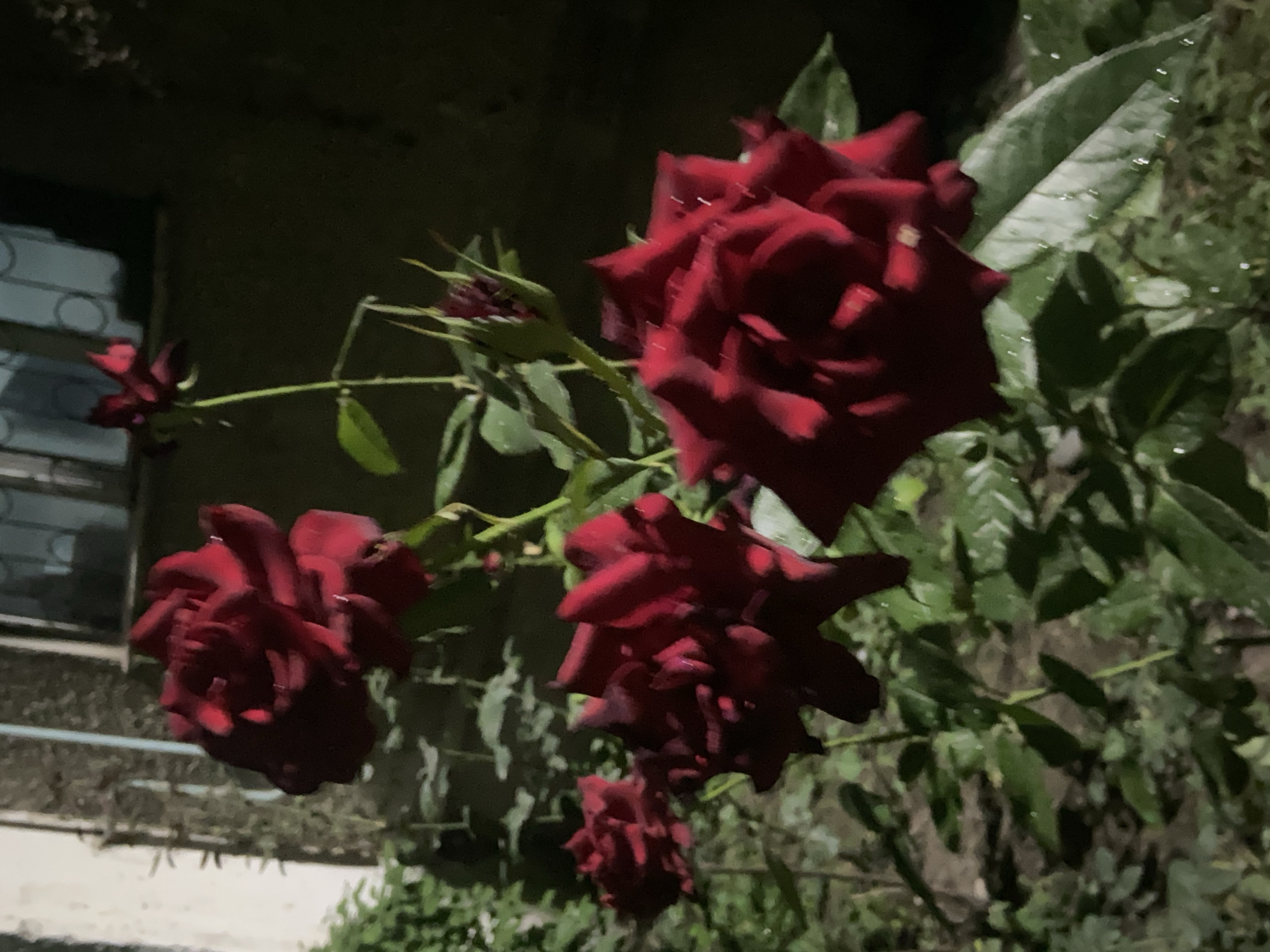 The image displays a cluster of deep red roses in a garden setting at night. The roses are in various stages of bloom, with some fully open and others still developing. The petals appear velvety and have a rich, dark hue. Several droplets of water are visible on the petals and leaves, suggesting recent rain or watering. The background is dark, with hints of a building and some foliage. The scene appears to be an outdoor garden. There are no people or animals visible in the image. There is no information in the image to suggest the location is in Bishkek City, Kyrgyzstan.