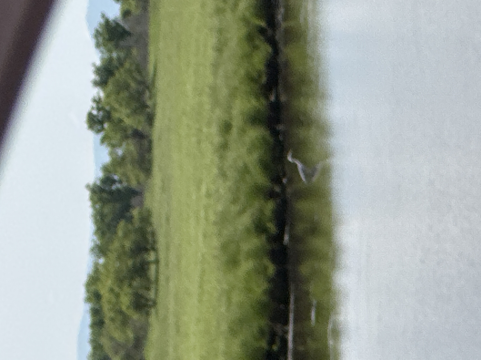 This image depicts a tranquil natural scene. In the foreground, a body of calm water reflects the overcast sky. A single, gray heron stands in the shallow water near the bank, its long neck extended. The water's edge is lined with dark, dense vegetation. Beyond the water, a lush green meadow stretches, dotted with trees in the middle ground. In the background, a range of hazy blue mountains is visible against a pale sky. The overall impression is one of serene natural beauty, evoking a sense of peace and quiet. This scene is not located in the city of Im. Tel'mana, Russia, as there is no information to support that claim in the image.