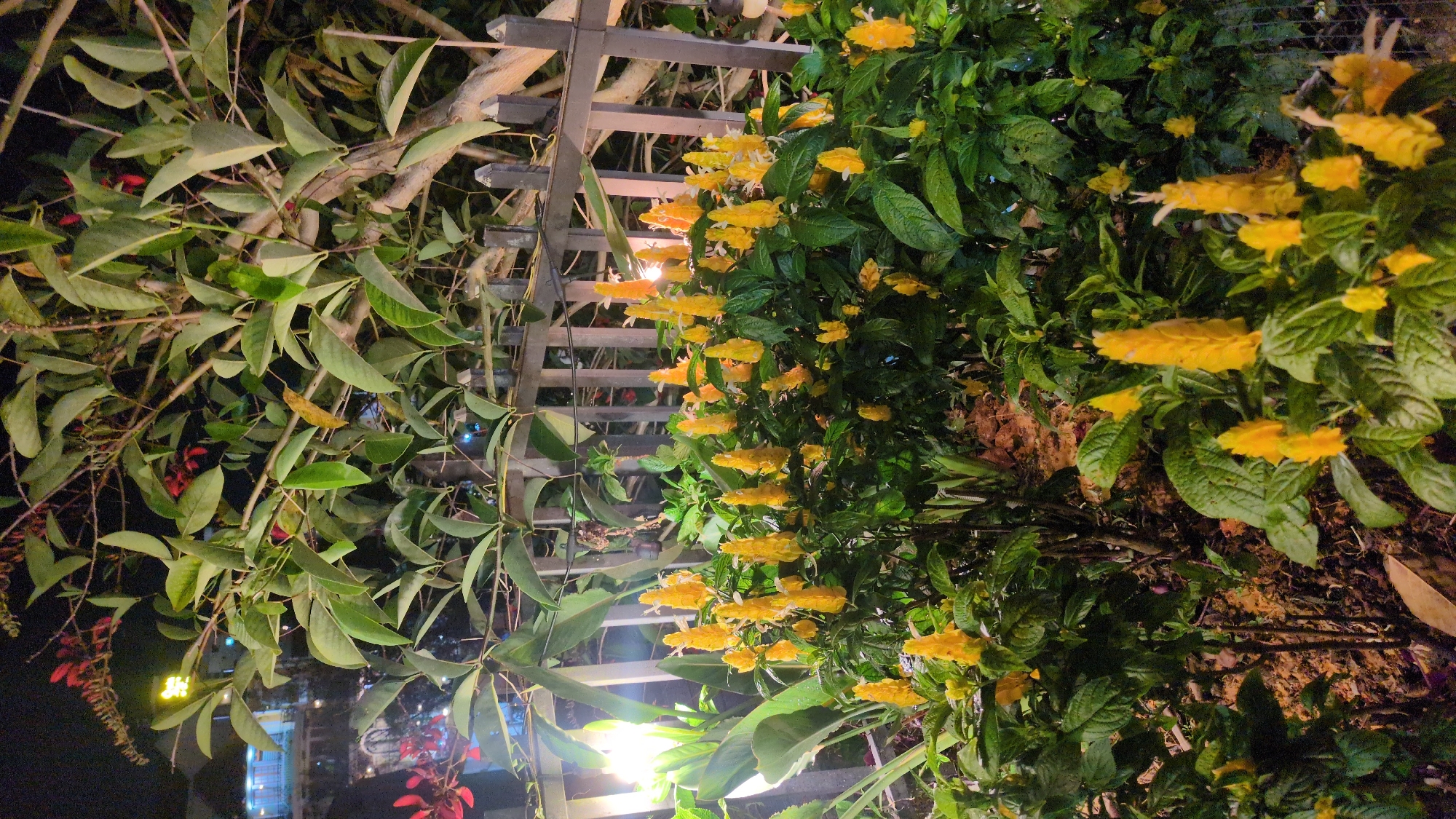 The image shows a trellis overgrown with plants, possibly in Da Lat, Vietnam. The left side features a plant with long, slender leaves and red flowers, while the right side has a plant with yellow, cone-shaped flowers and broad, green leaves. The trellis itself is made of wooden slats. Below the trellis, there is a view of city lights. The image appears to have been taken at night, with artificial light illuminating the plants.