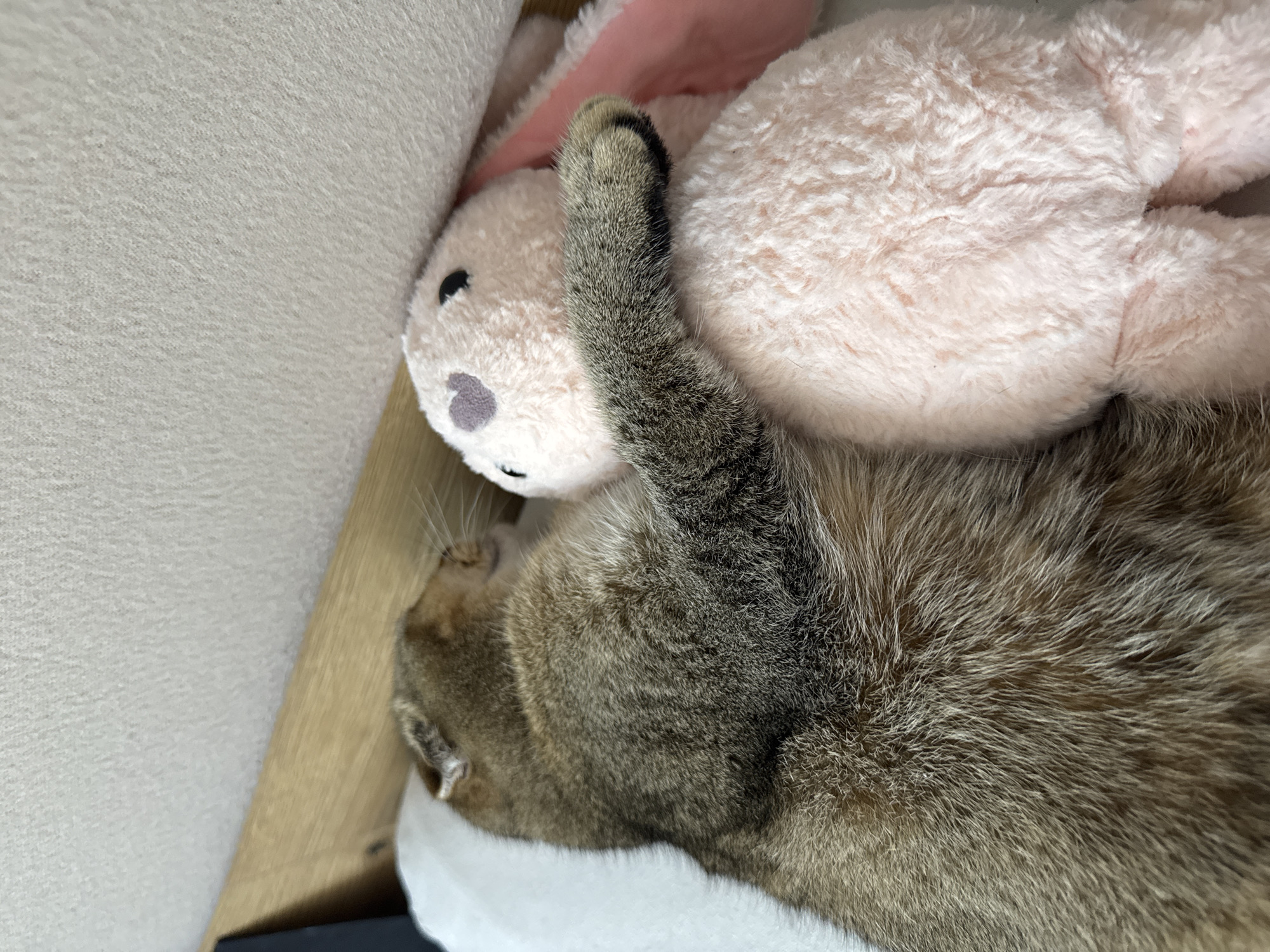 A cat sleeps with its arm around a stuffed pink bunny. The cat is lying on its side, its head resting on a white surface. The bunny is also lying on its side, facing the cat. The cat's fur is a mix of brown and black stripes. The bunny is made of a soft, plush material. The background is a light beige color. The image appears to be taken indoors, possibly in a bedroom. The image does not contain any information about the city of Pernik, Bulgaria.