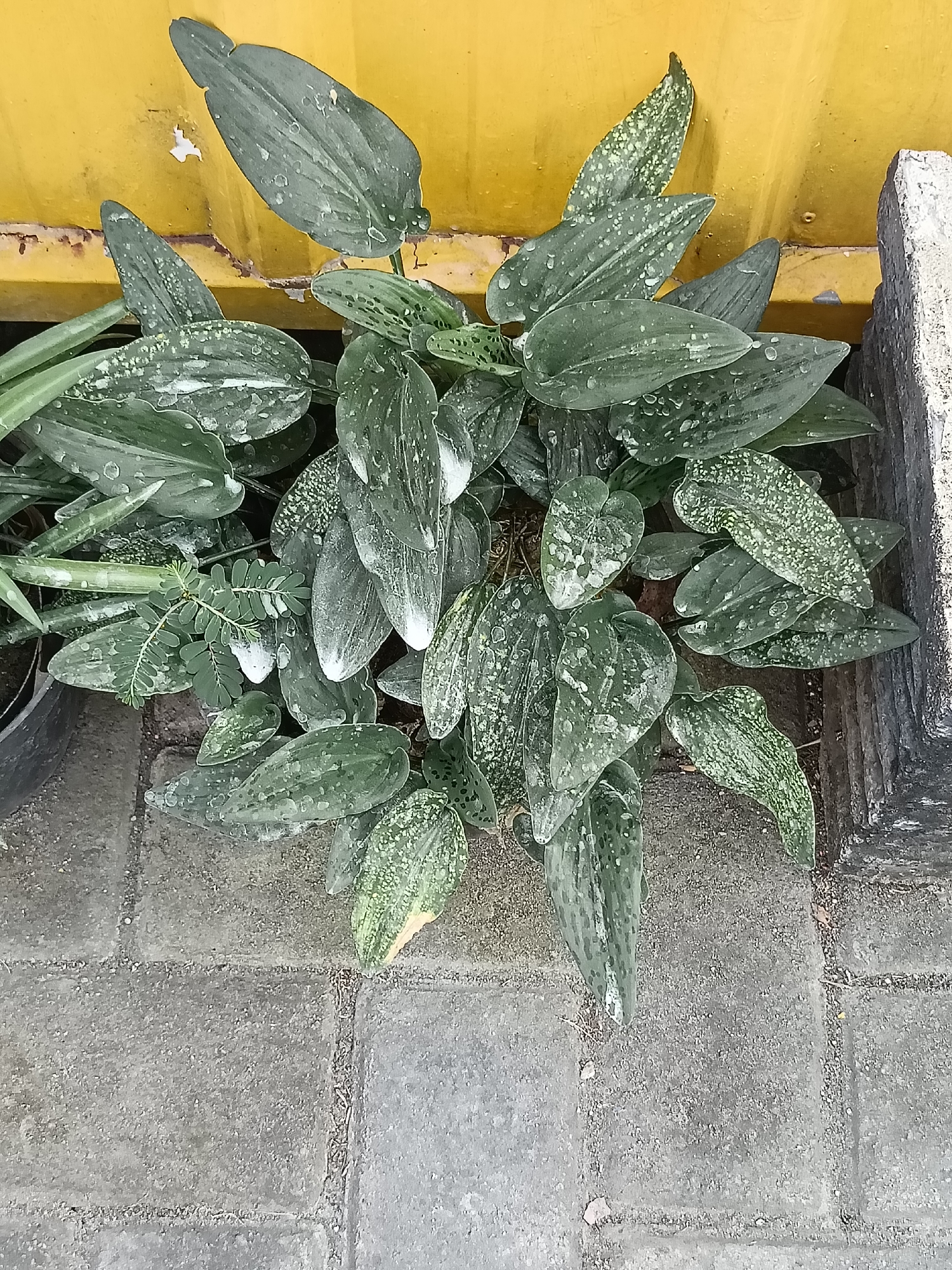 A top-down medium shot captures a clump of green foliage with distinct silvery-white speckles, possibly a type of houseplant, situated in an outdoor urban setting. The plant's leaves are ovate and have a slightly waxy appearance, with some droplets of water visible on their surface. The foliage is dense and appears to be growing in a planter or directly from the ground.
The plant is positioned against a backdrop of a weathered, bright yellow wall, which shows signs of rust staining and some peeling paint near the bottom. To the right of the plant, a dark gray, weathered concrete or stone block is visible, forming a corner or border. The ground beneath the plant is paved with rectangular, light gray concrete tiles, laid in a grid pattern. These tiles appear to be slightly worn and textured, with some dirt and small stones visible in the grout lines.
The overall impression is one of a utilitarian outdoor space, possibly a side alley or a planter box against a building wall. The environment suggests a warm climate, consistent with Kediri City, Indonesia, where such hardy plants and outdoor urban landscaping are common. There are no people or animals present in the scene.